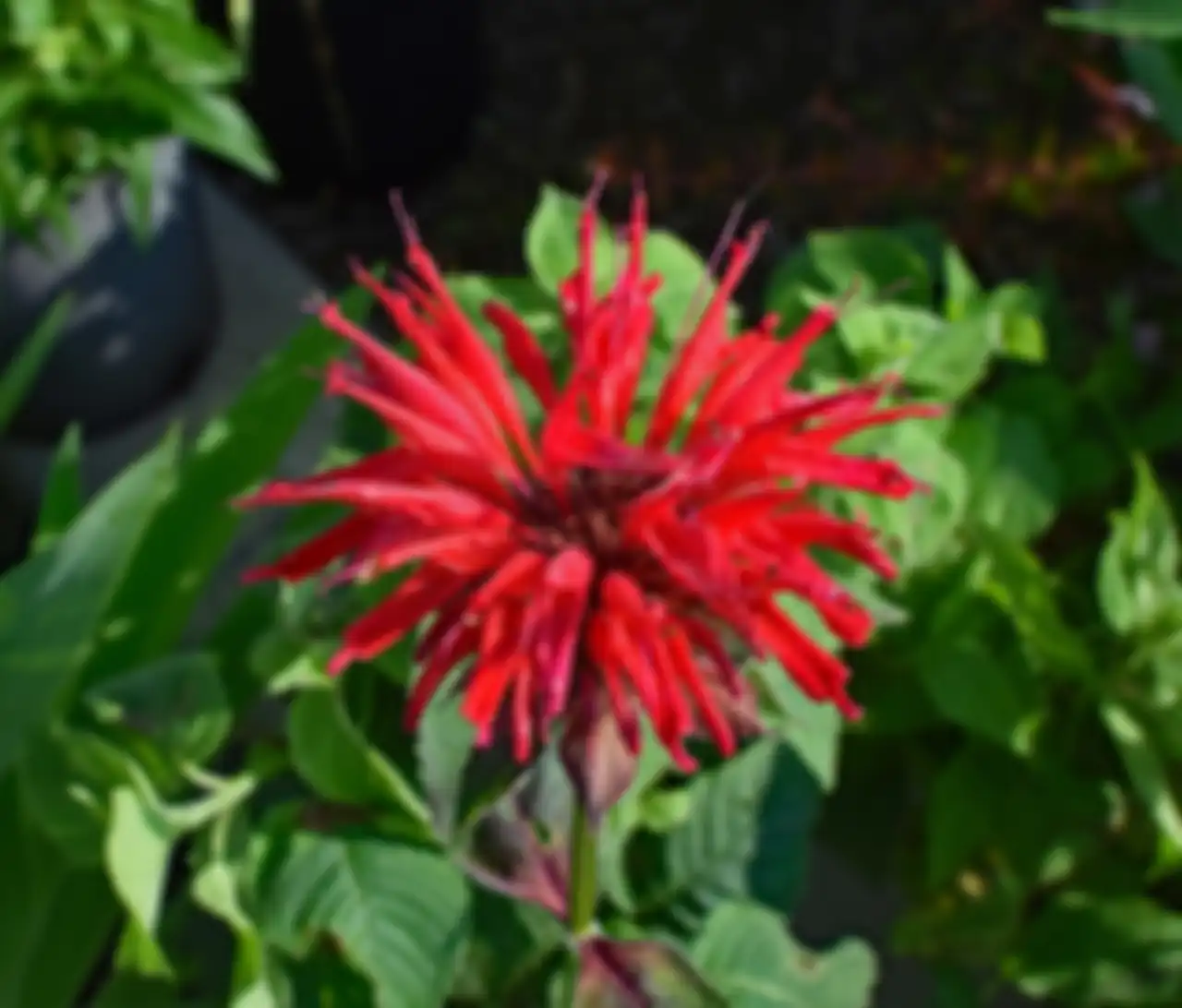 Bee Balm.