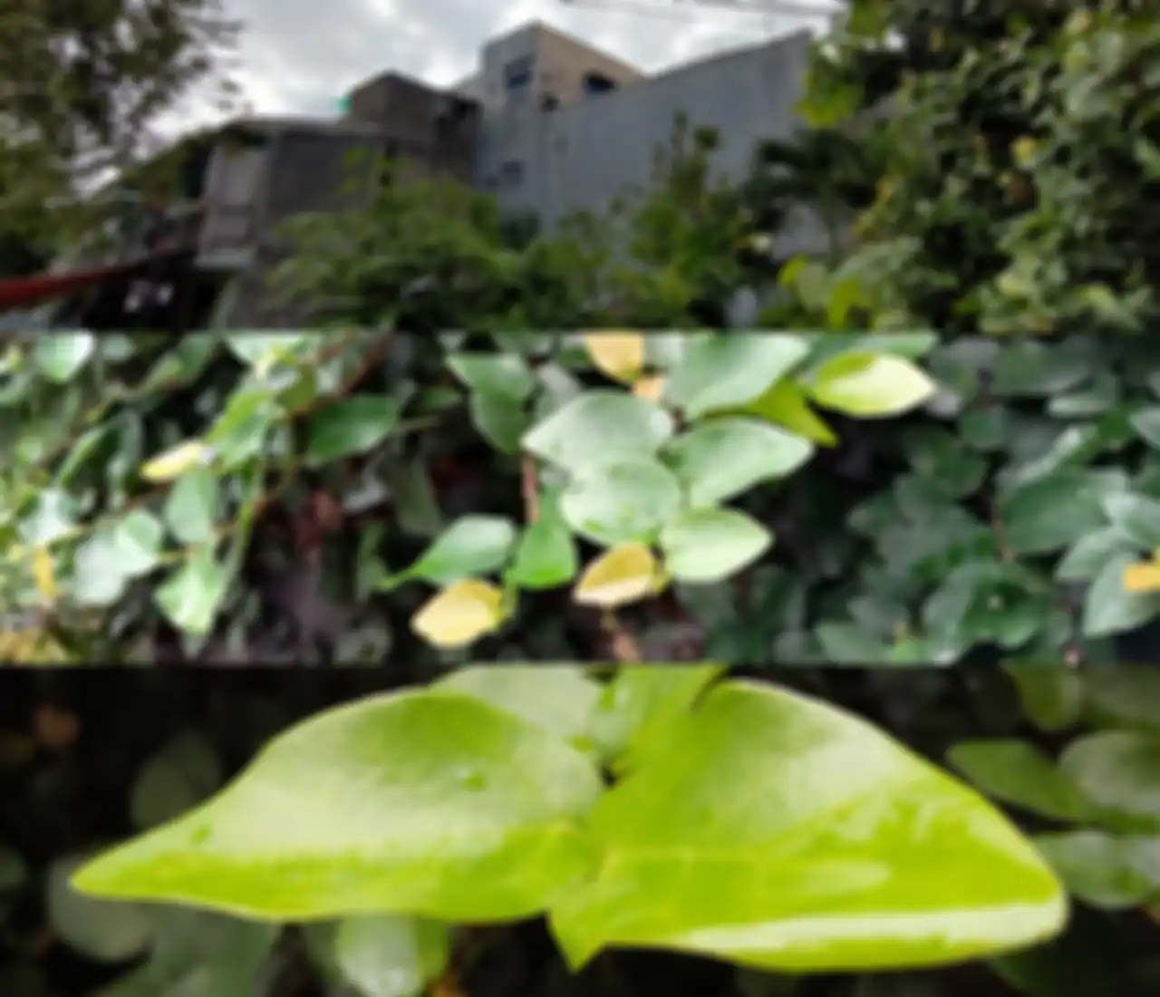 Hasil foto ROG Phone 5 lensa Ultrawide, Wide dan Macro