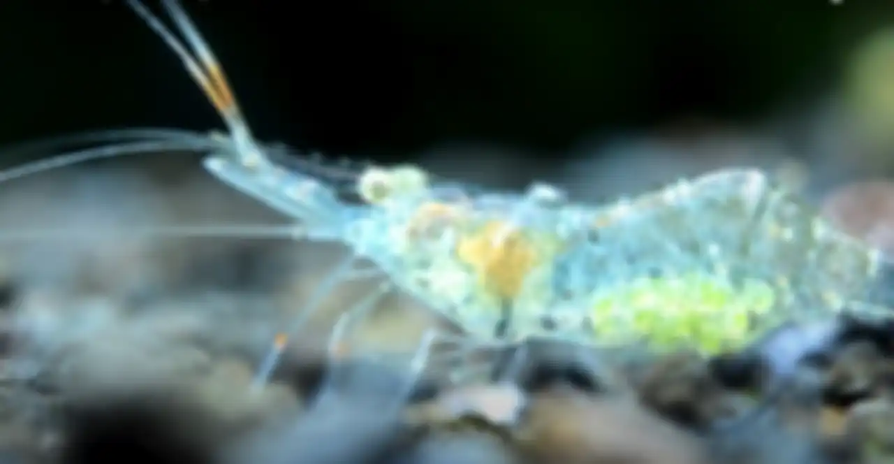 Udang hantu.