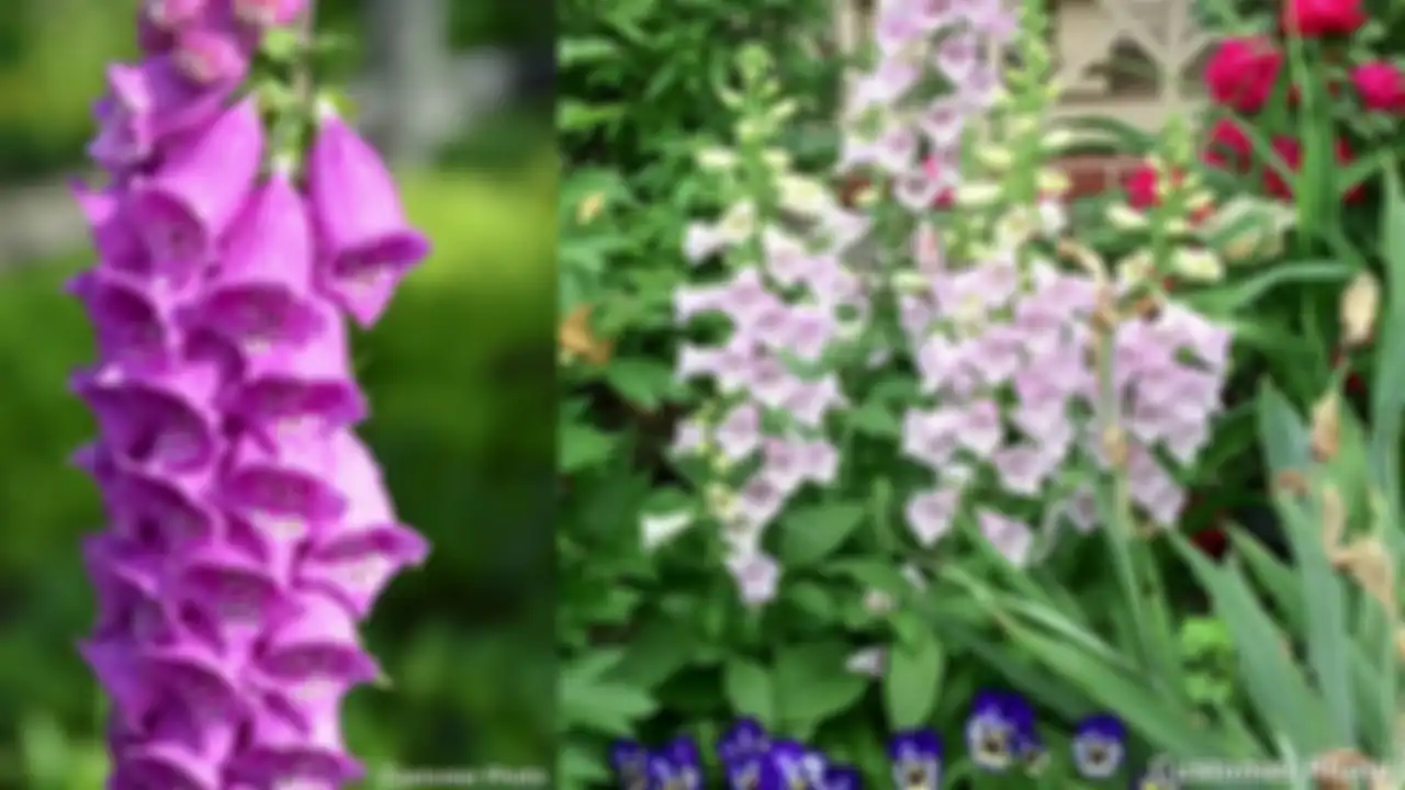 Tanaman Foxglove 