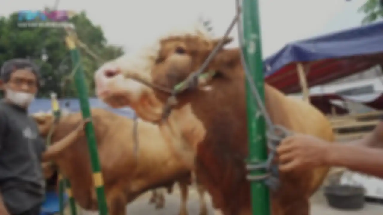 Sapi kurban milik Raffi Ahmad
