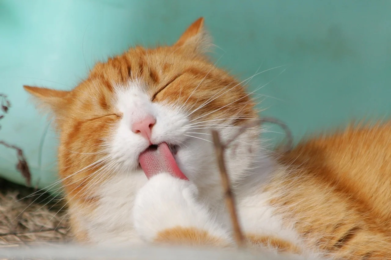 ilustrasi kucing orange