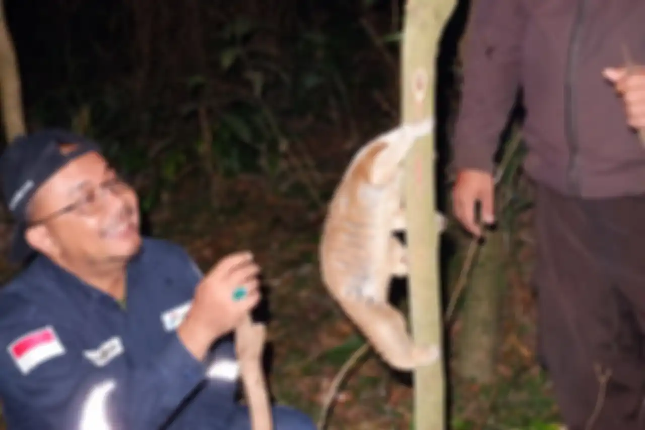 Setelah dilepasliarkan, kukang Jawa langsung menggelayut di batang pohon. 