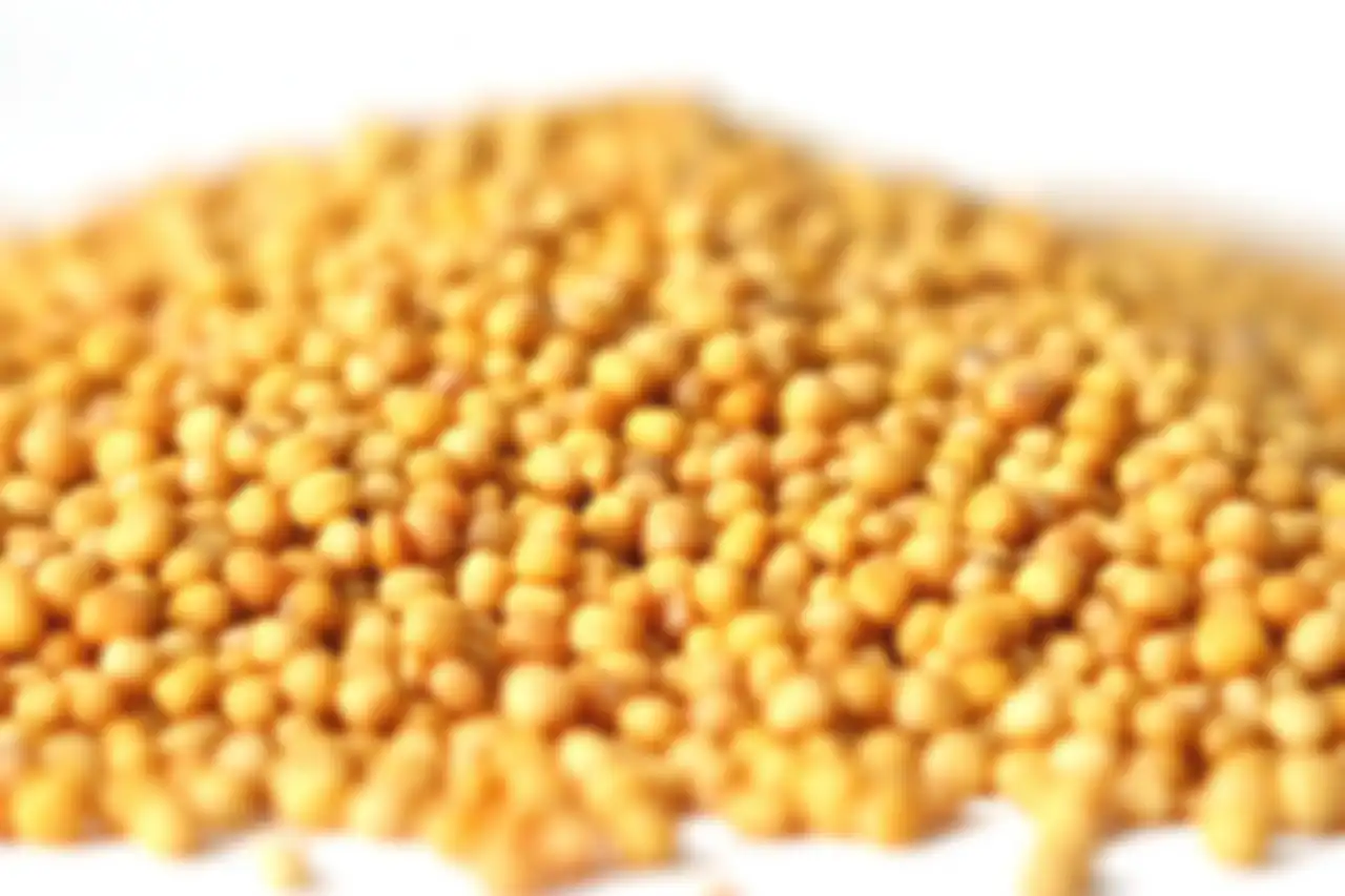 Biji mustard