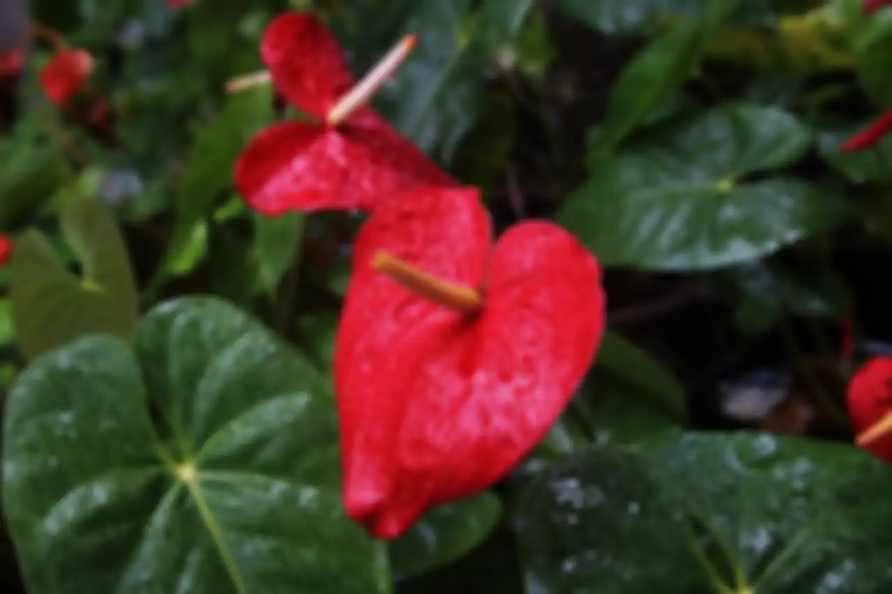 Anthurium