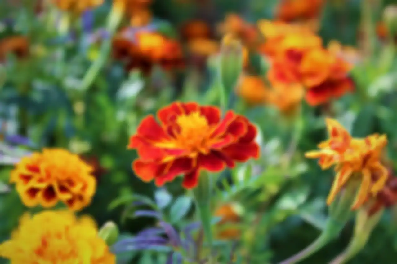 Marigold.
