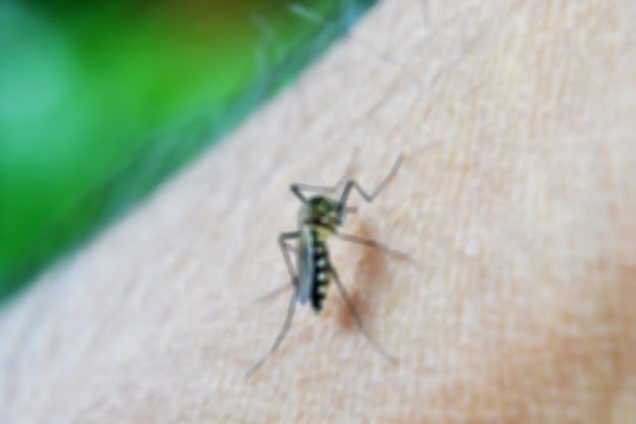 Ilustrasi nyamuk demam berdarah dengue (DBD).