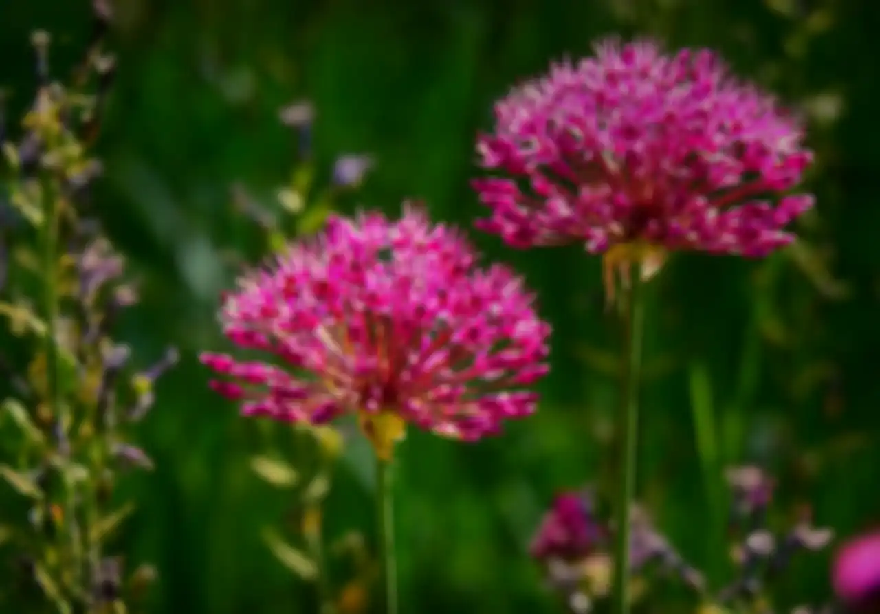 Allium.