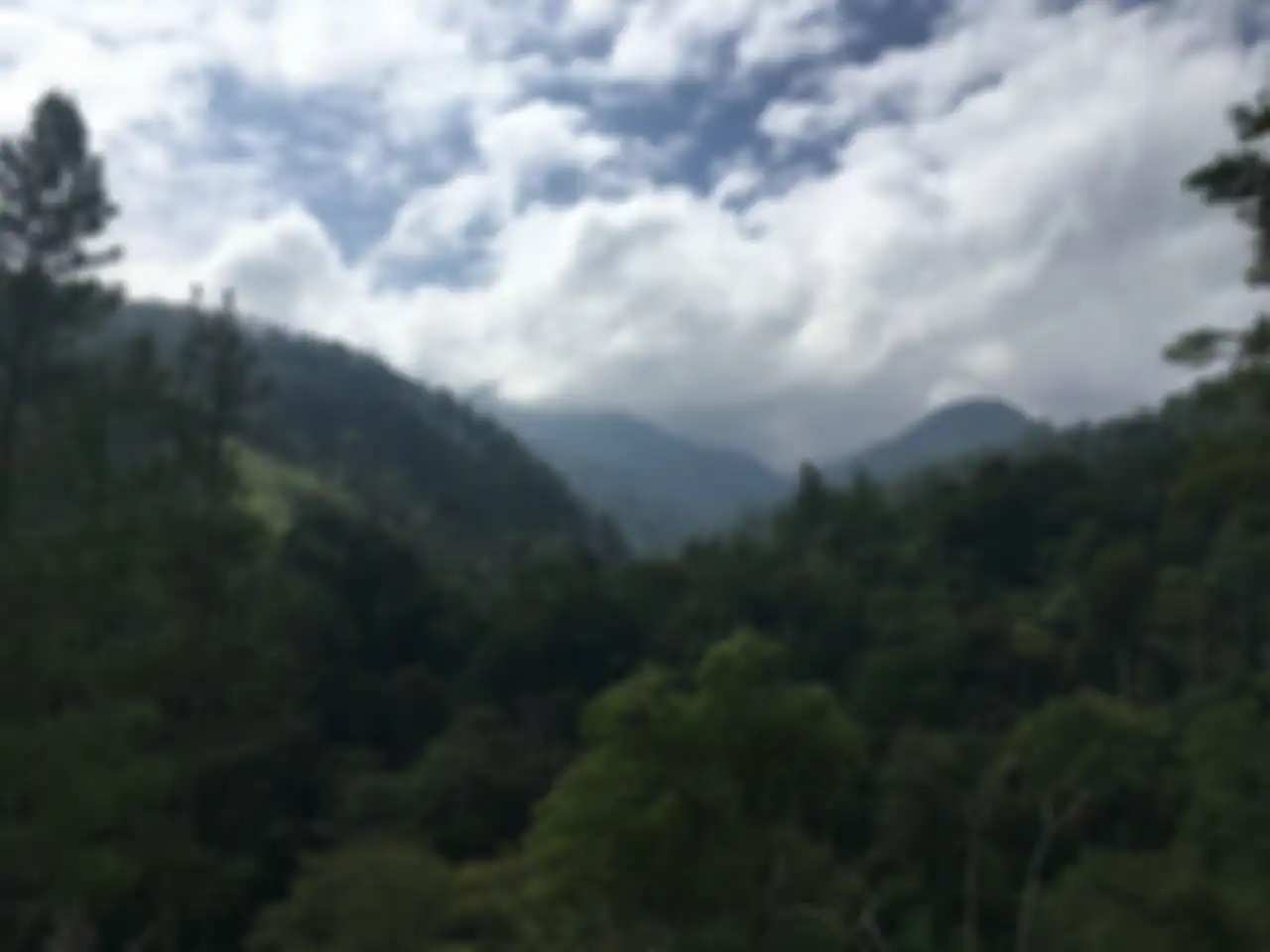 Hutan hujan tropis Sumatra