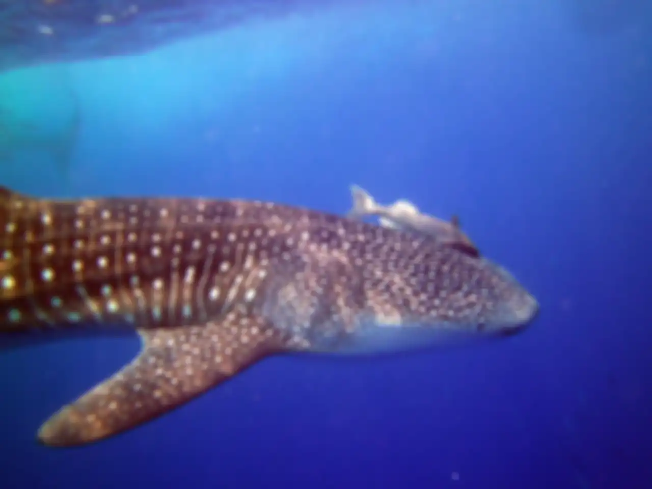 Simbiosis antara hiu dan ikan remora. 
