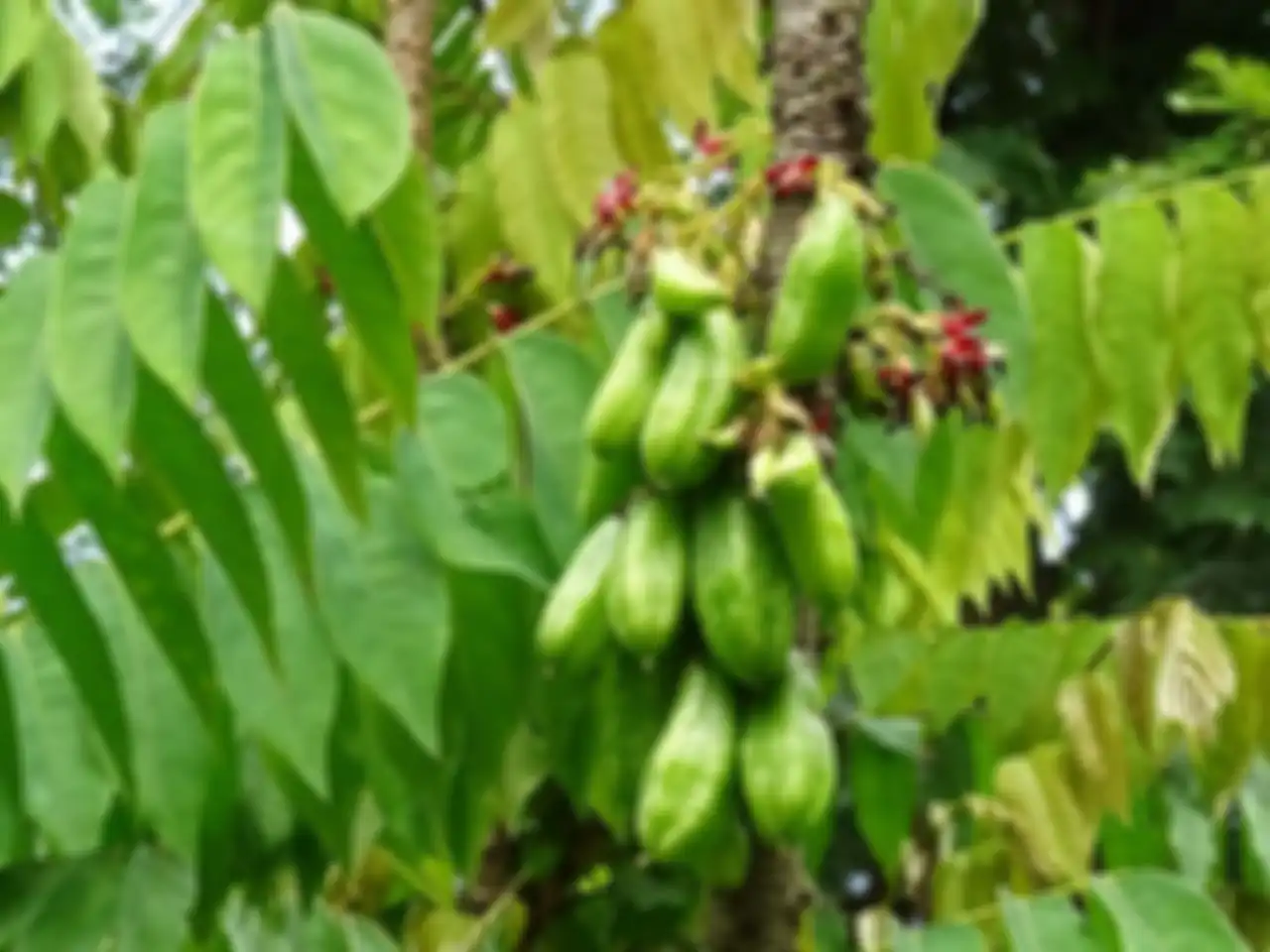 Belimbing wuluh yang bisa jadi bahan alami untuk hilangkan noda.