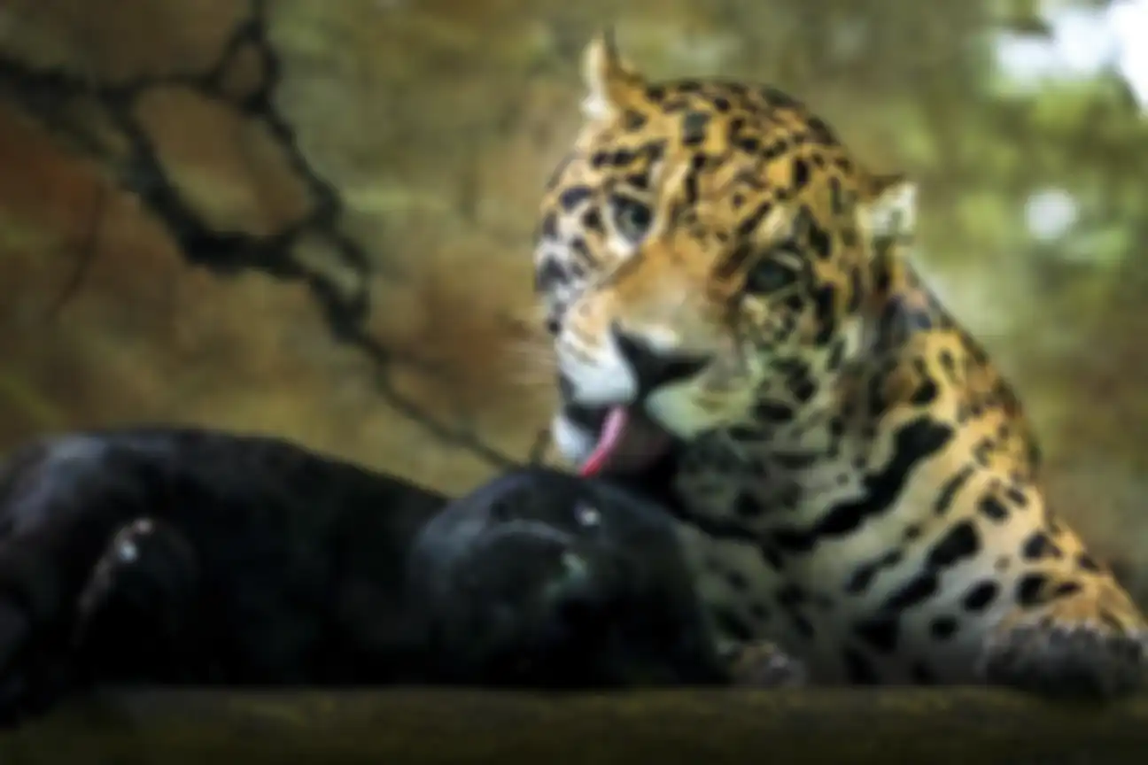 Animal Photo & Video Competition (IAPVC) 2023