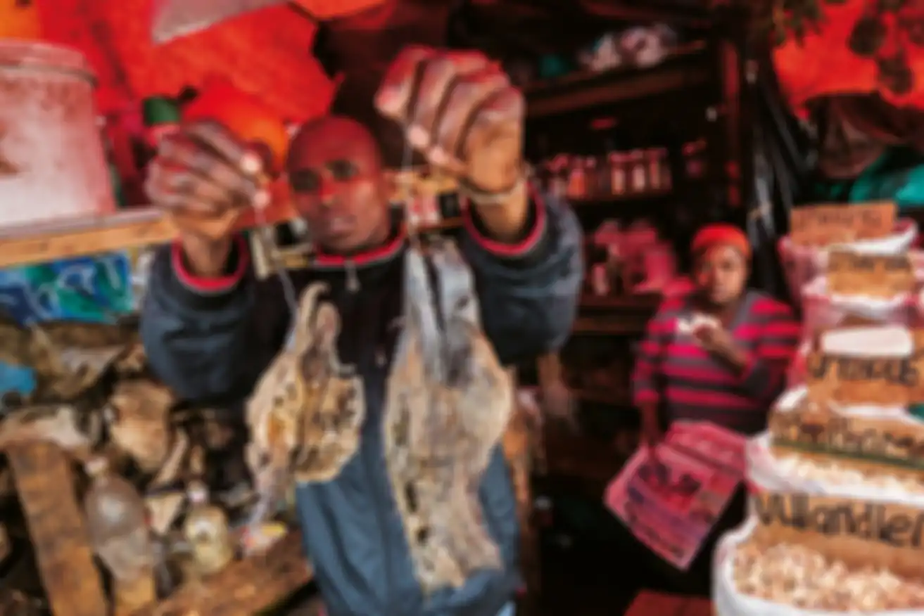Sebuah toko di Durban, Afrika Selatan, menjual kepala burung nasar untuk obat tradisional. Otak burung nasar yang dikeringkan dan diisap sebagai rokok juga diyakini dapat memberikan terawangan masa depan. Masa depan burung itu sendiri suram. Enam dari delapan spesies di negara tersebut terancam puna