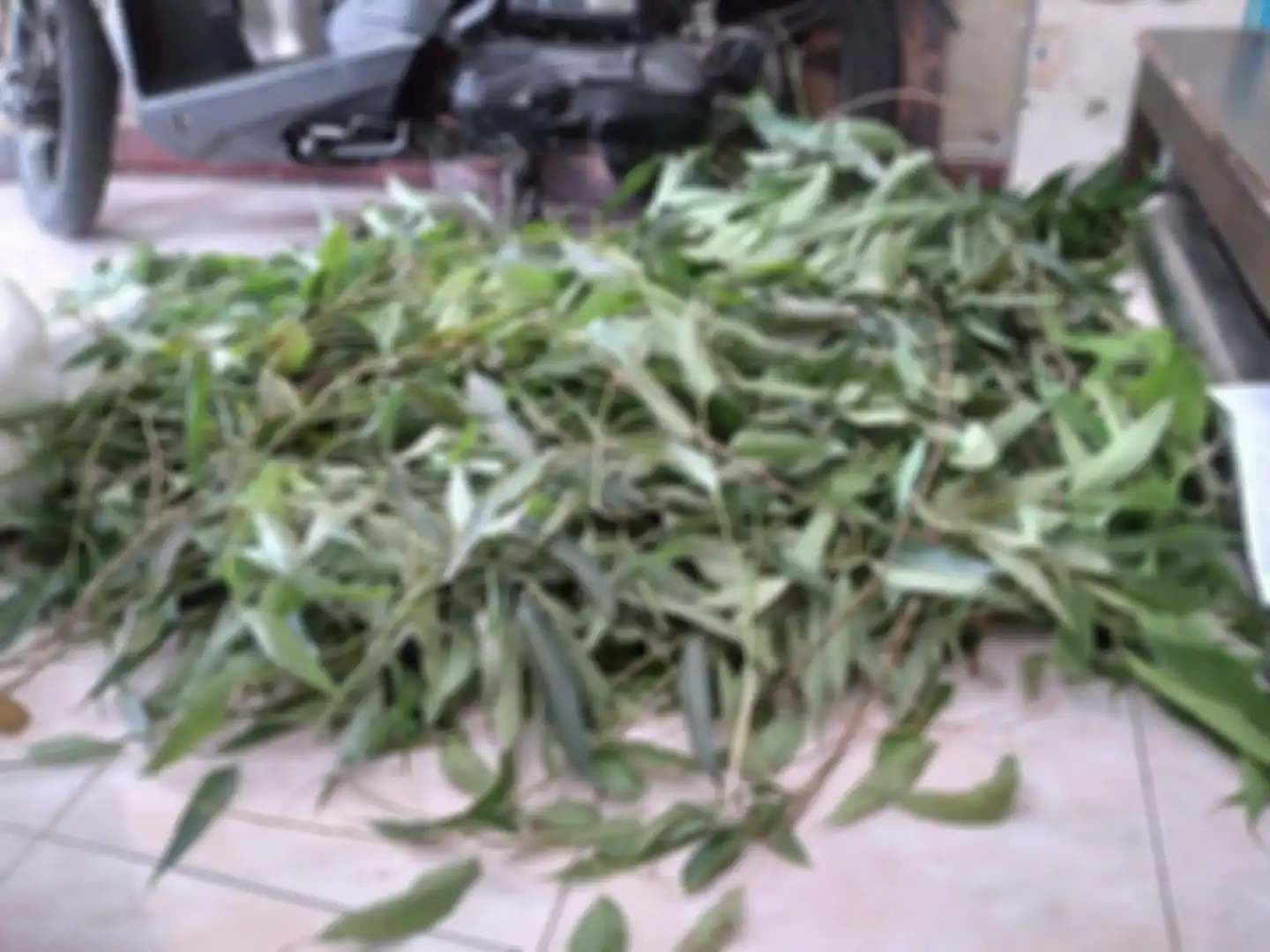 Ridwan Kamil lega jenazah Eril mengeluarkan wangi daun eucalyptus. Ternyata begini foto tanaman yang bisa cegah penyakit mematikan.