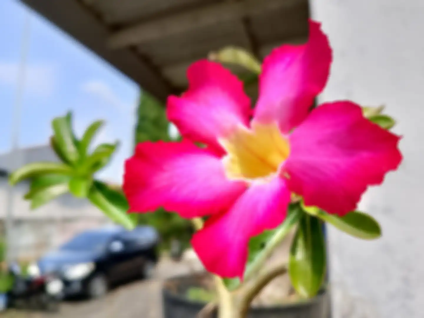 Hasil Foto kamera utama realme C63