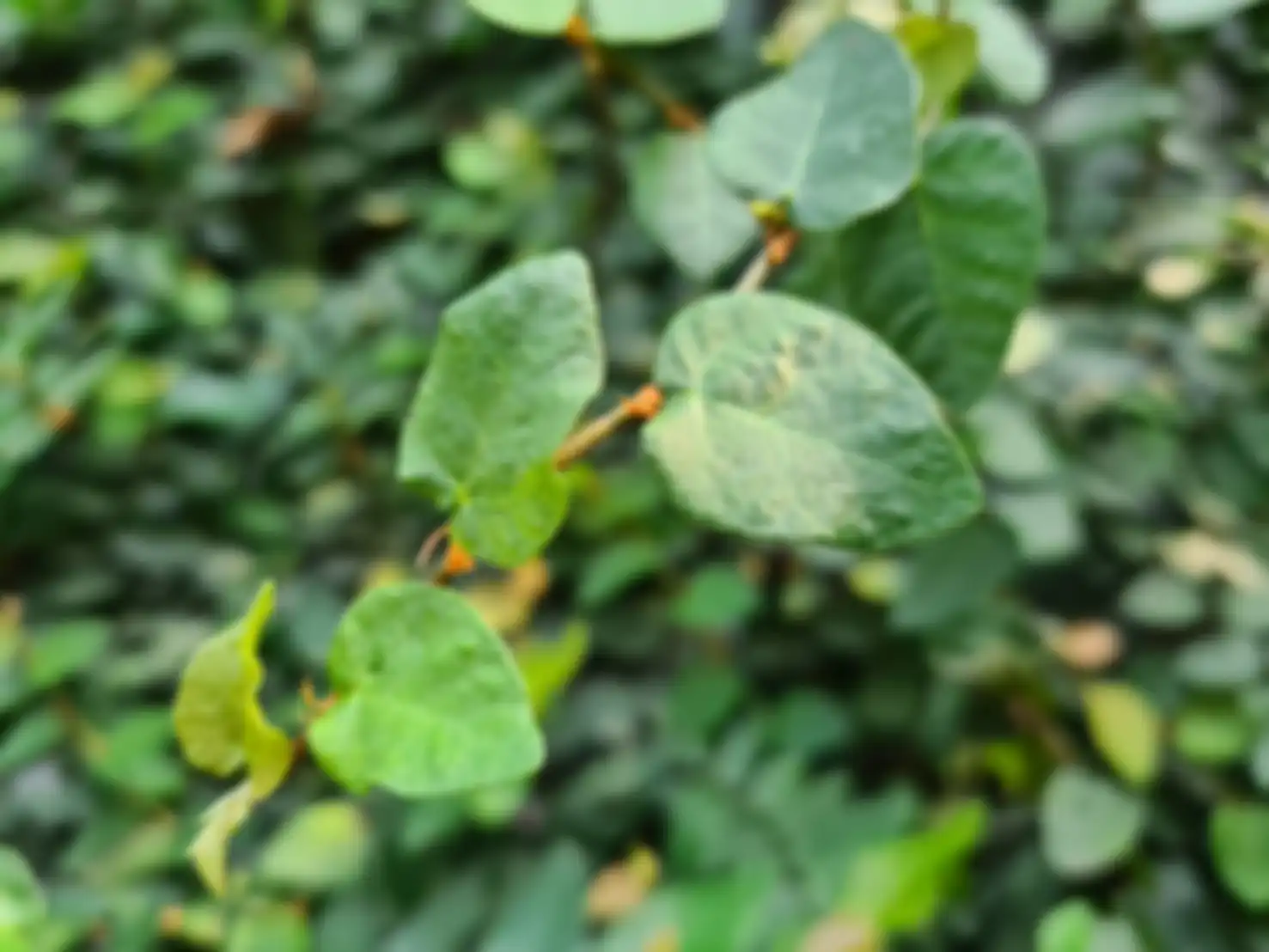 Hasil kamera utama Galaxy S20 Plus