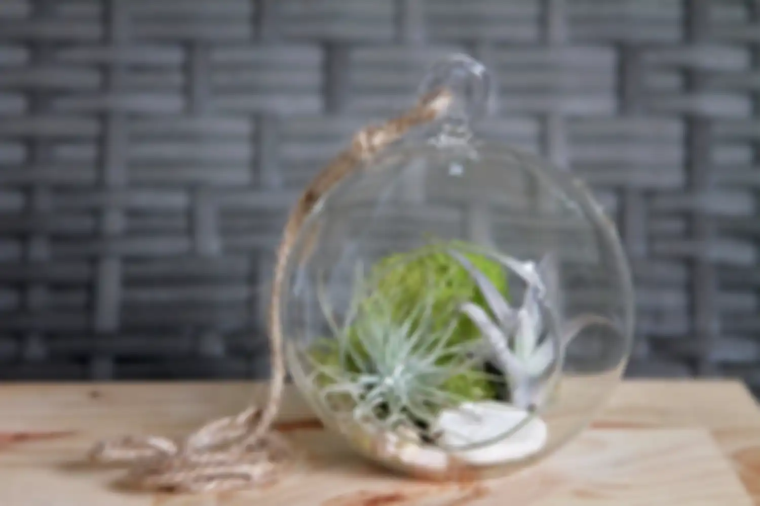 tillandsia