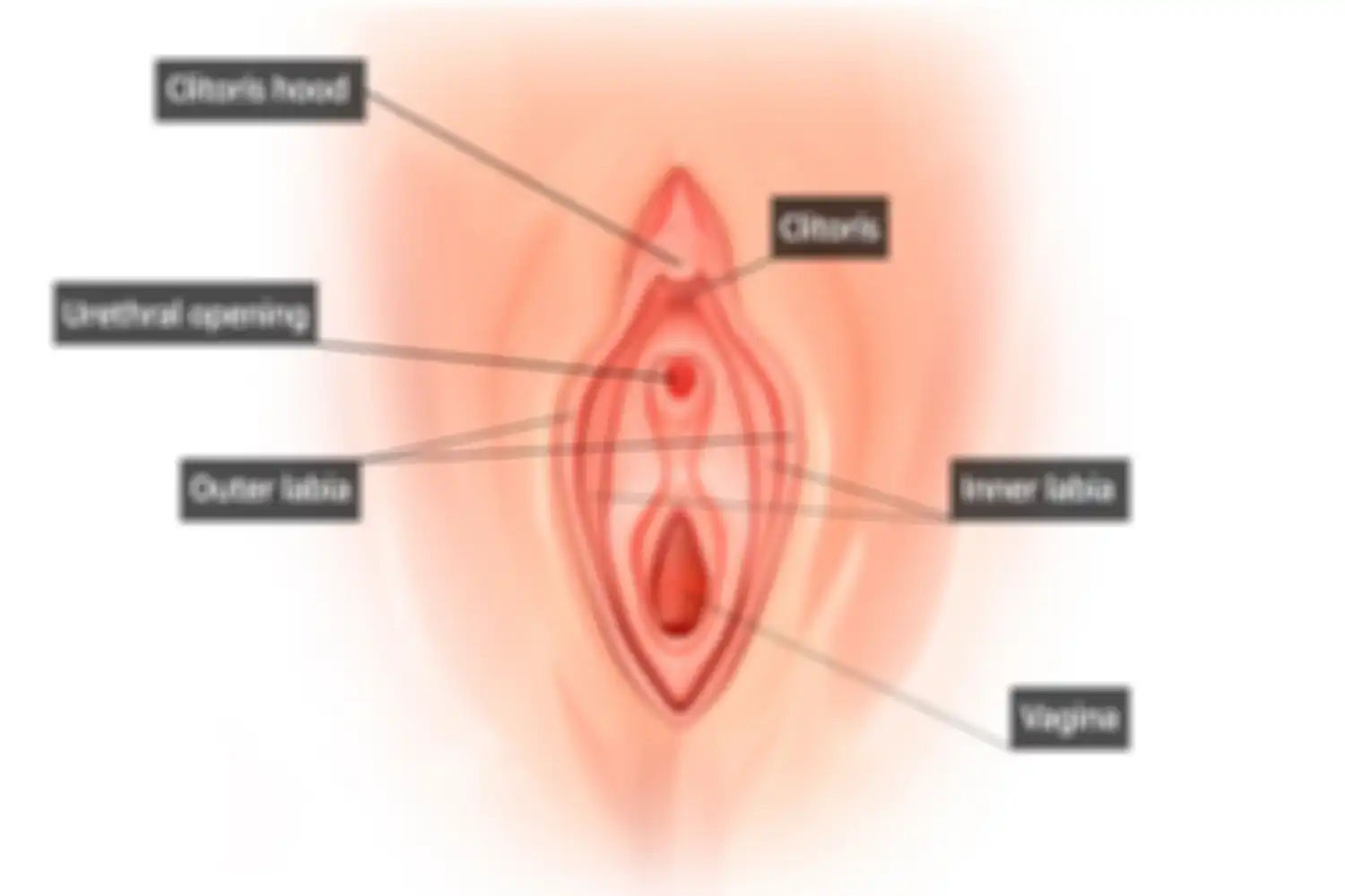 Bagian-bagian pada organ intim wanita.