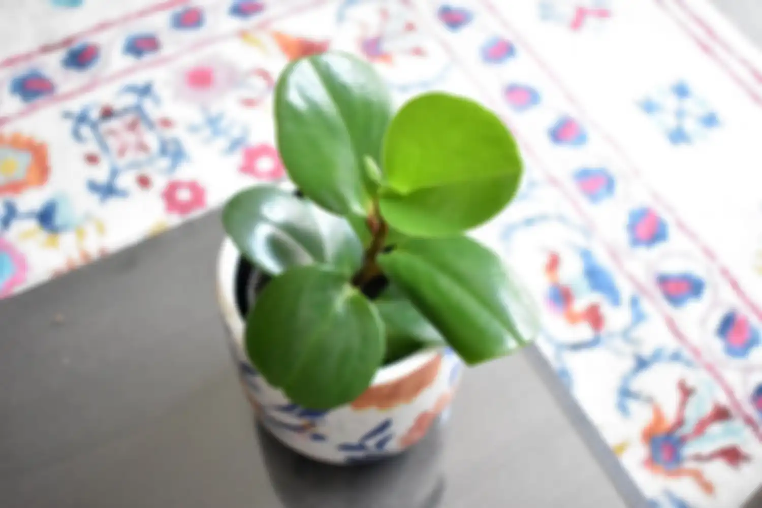 Tanaman peperomia