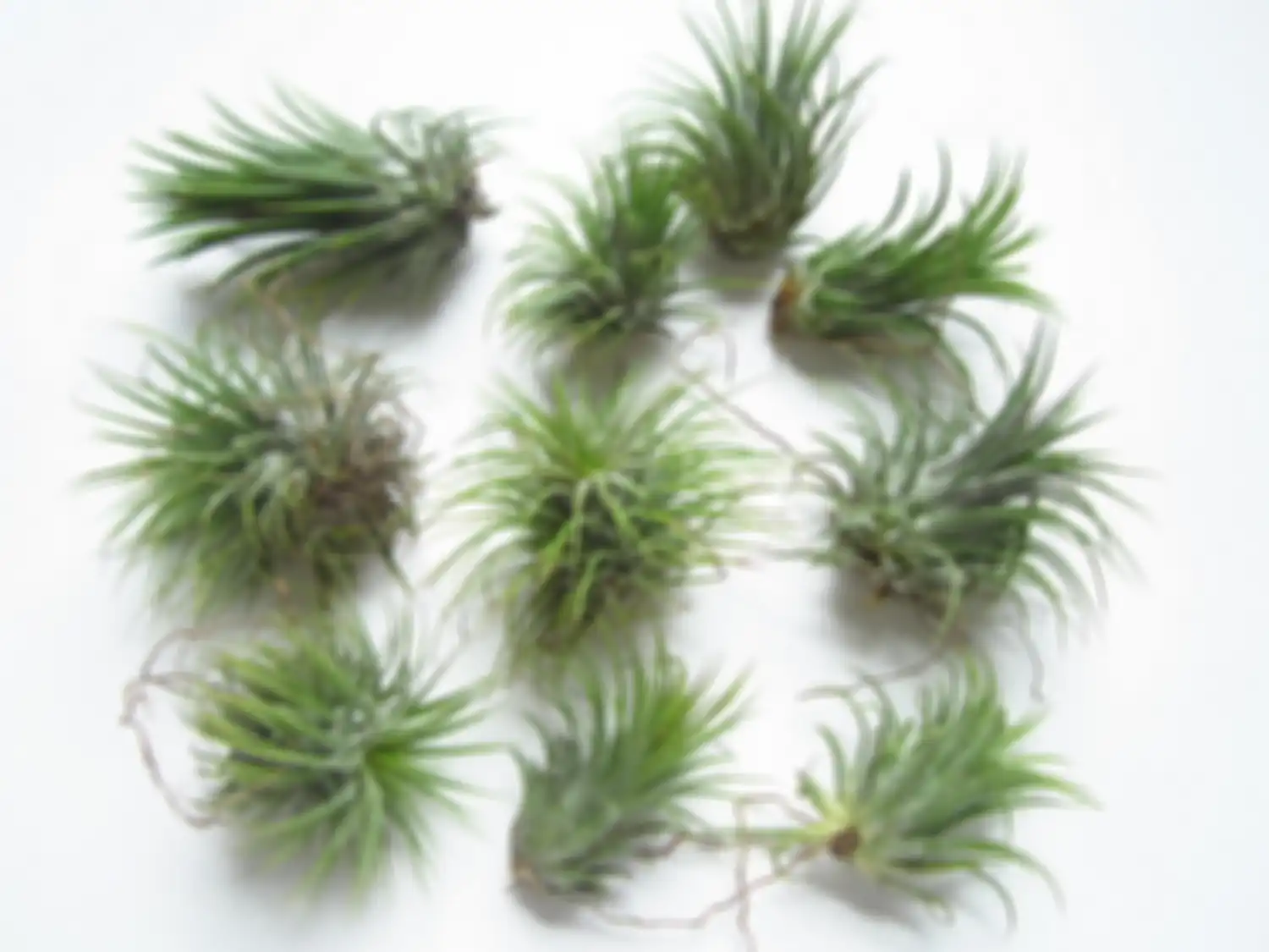 tillandsia