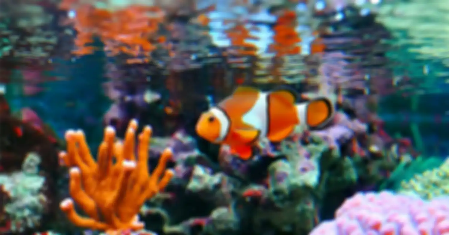 Biota aquairum air laut