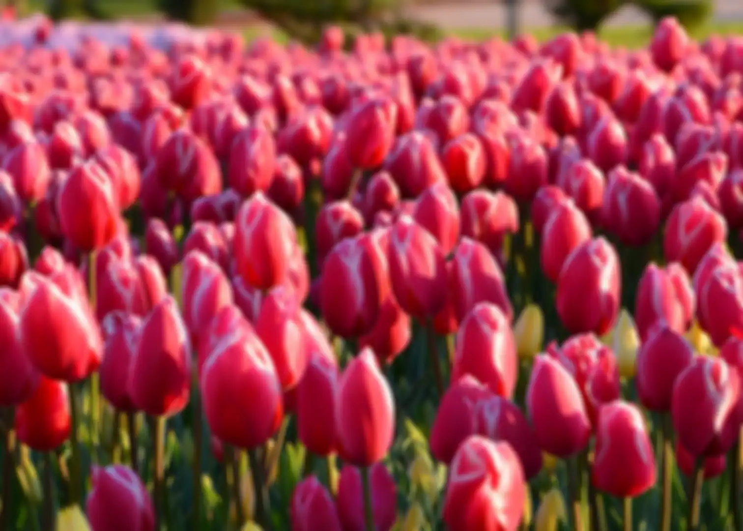 Bunga tulip