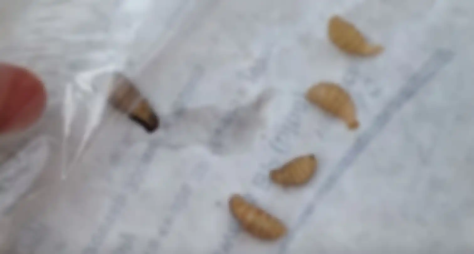 Larva lalat kuda yang bersarang