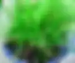 Isolepsis, tanaman aiar yang mirip kabel serat optik yang ujungnya memancarkan sinar.