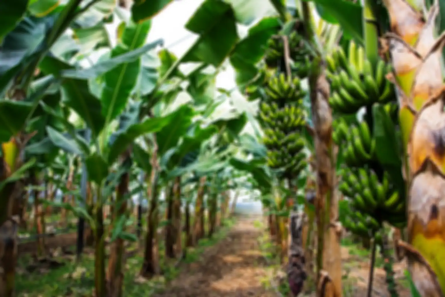 Pohon pisang ciri tumbuhan yang berkembang biak dengan cara tunas beserta contohnya. 