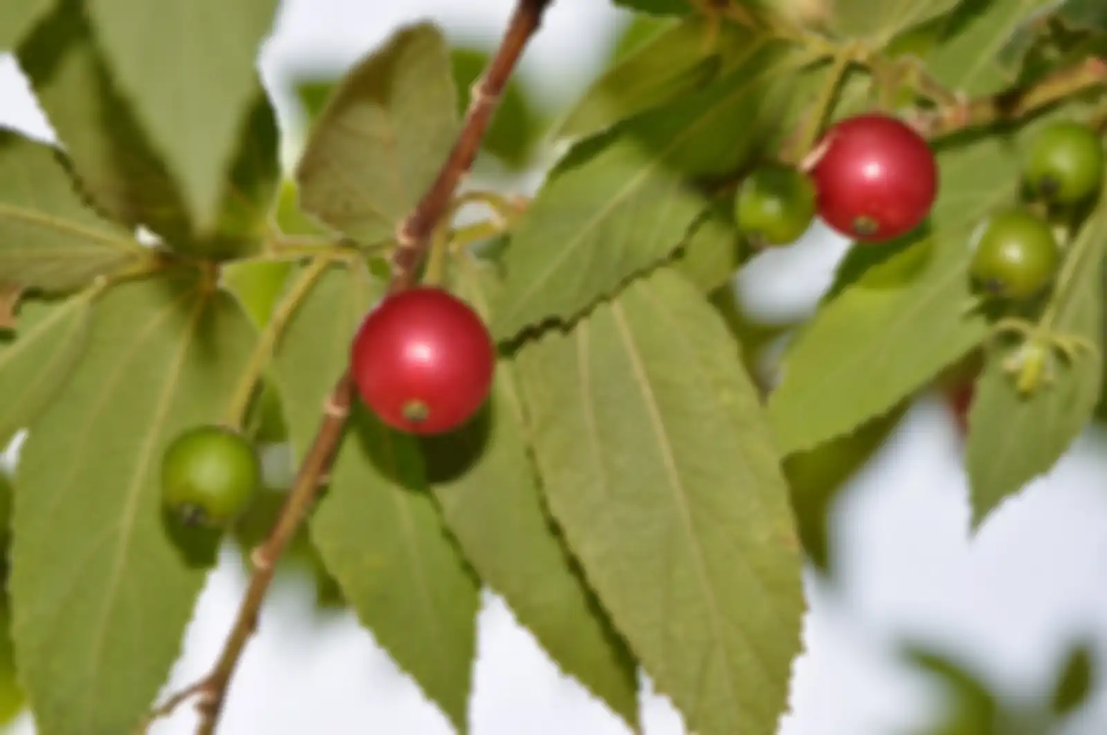 Buah kersen