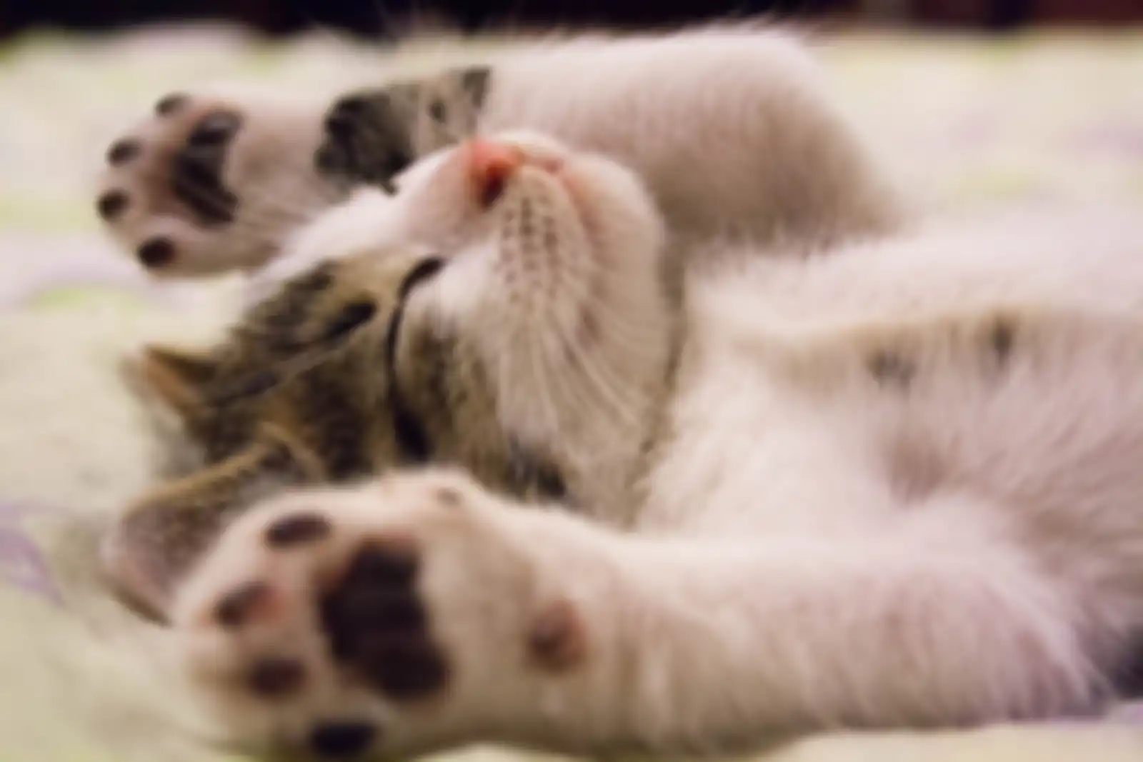 Ilustrasi kucing