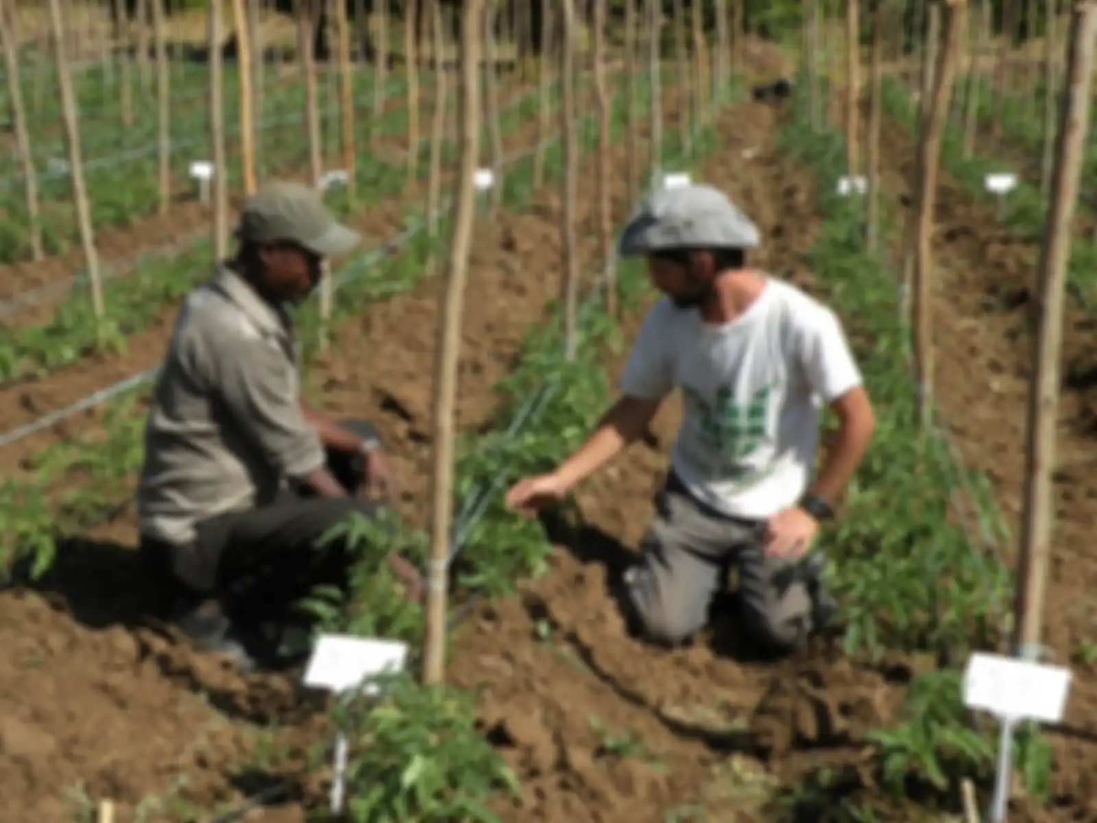 Para sukarelawan Fair Planet mengunjungi petani Ethiopia