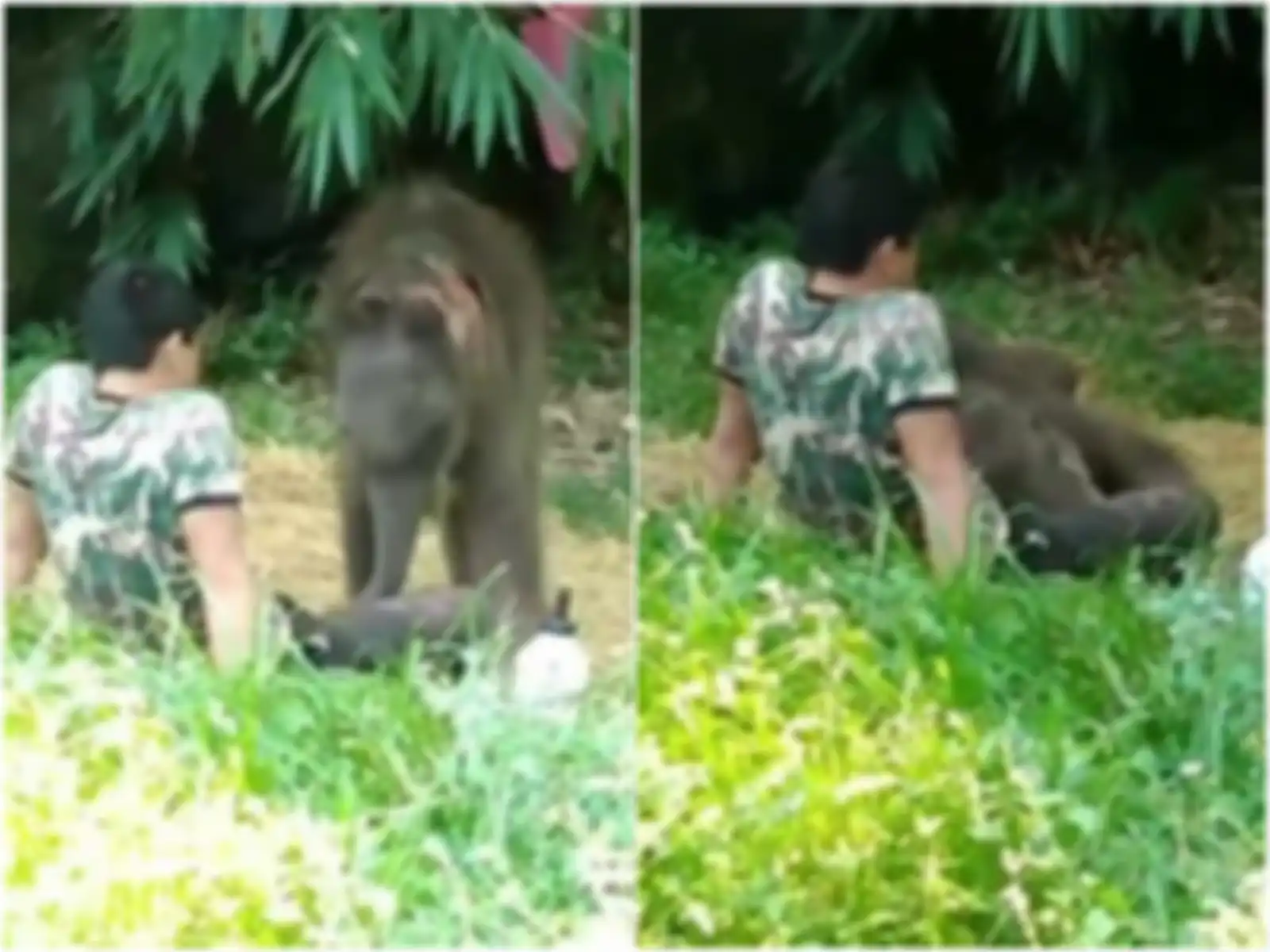 bayi gajah ditolak dari kawanan di alam liar