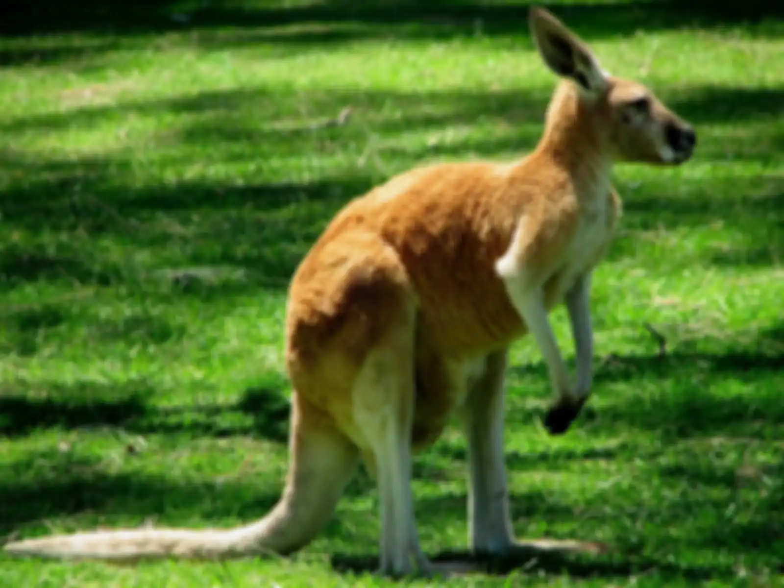 Kanguru, hewan vertebrata. Ini contoh hewan vertebrata dan invertebrata dengan cara geraknya.