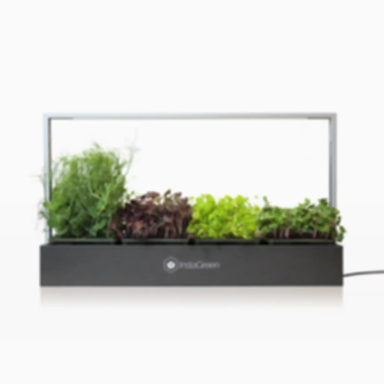 Microgreens 