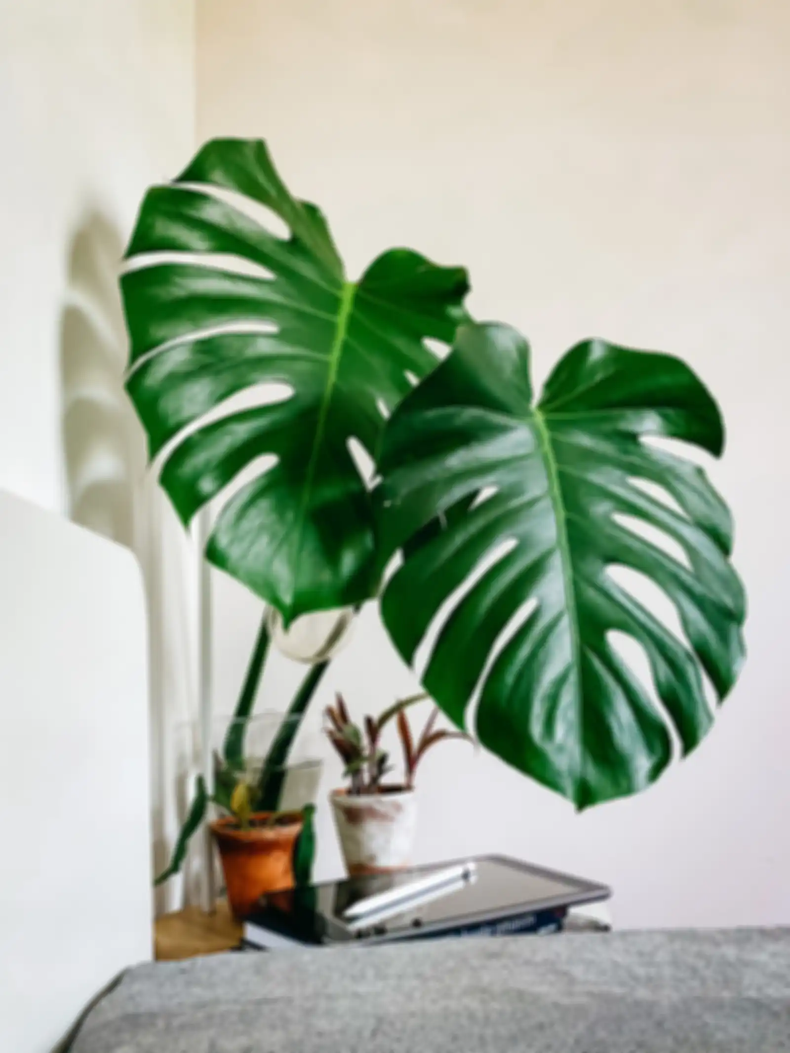 Tanaman Monstera