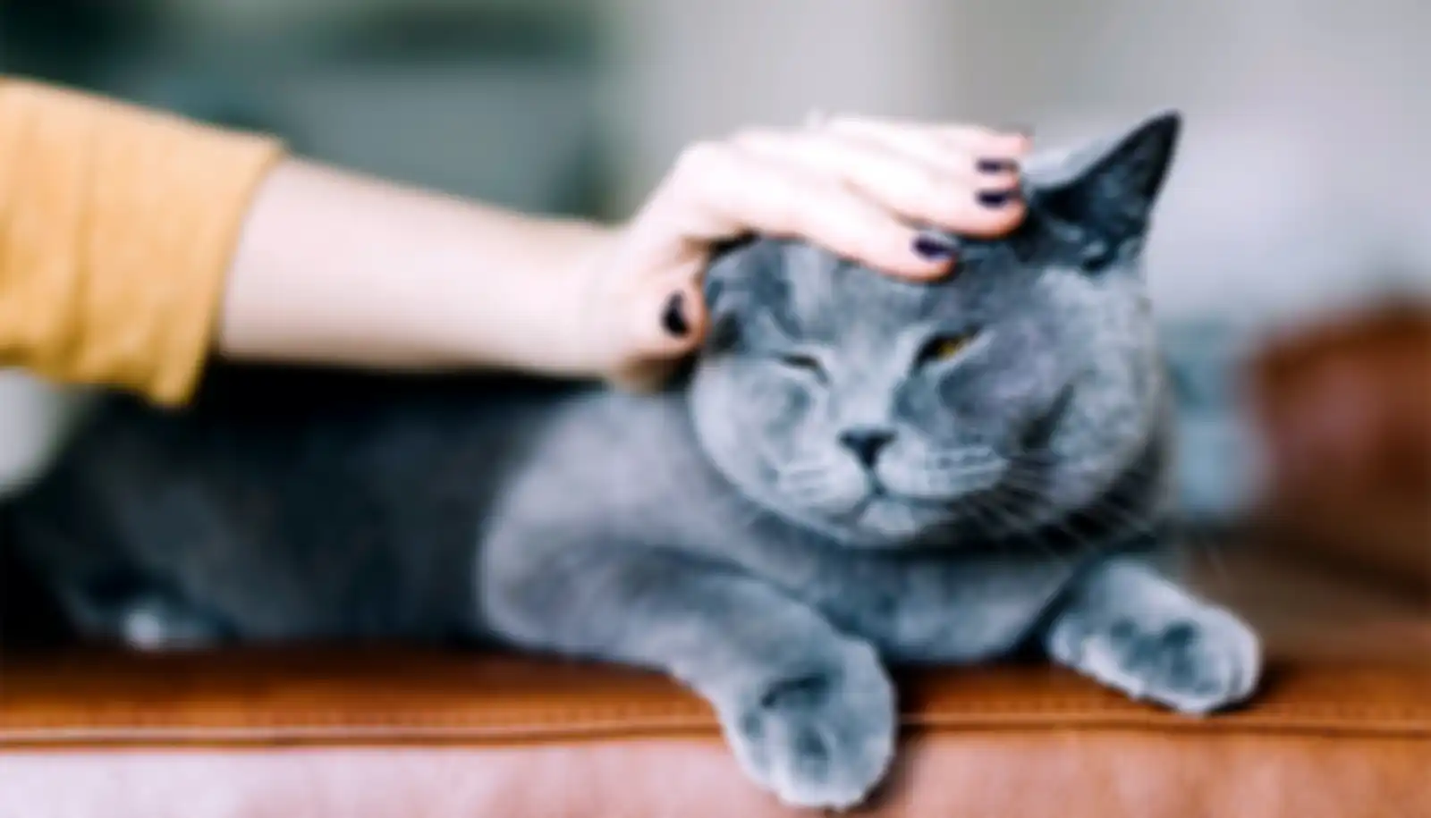 ilustrasu mengusap kucing