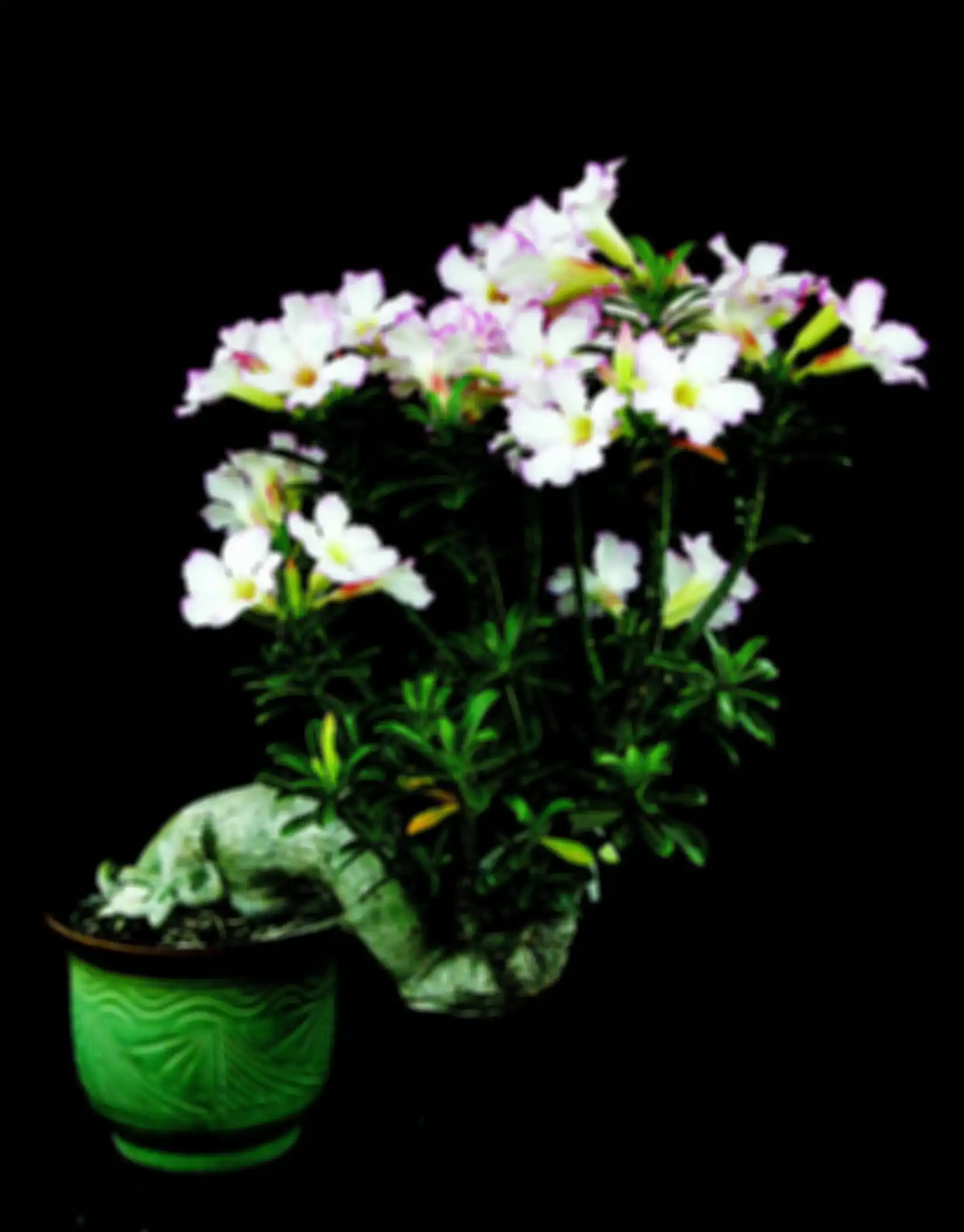 Ilustrasi adenium.
