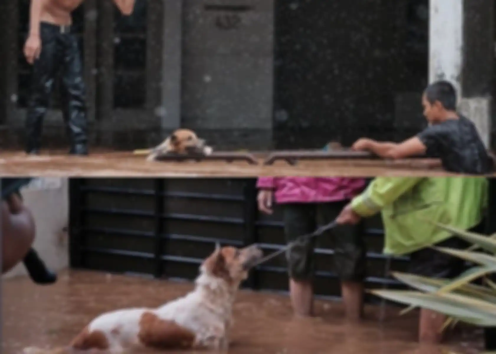  Aksi heroik kisah penyelamatan seekor anjing dari banjir.