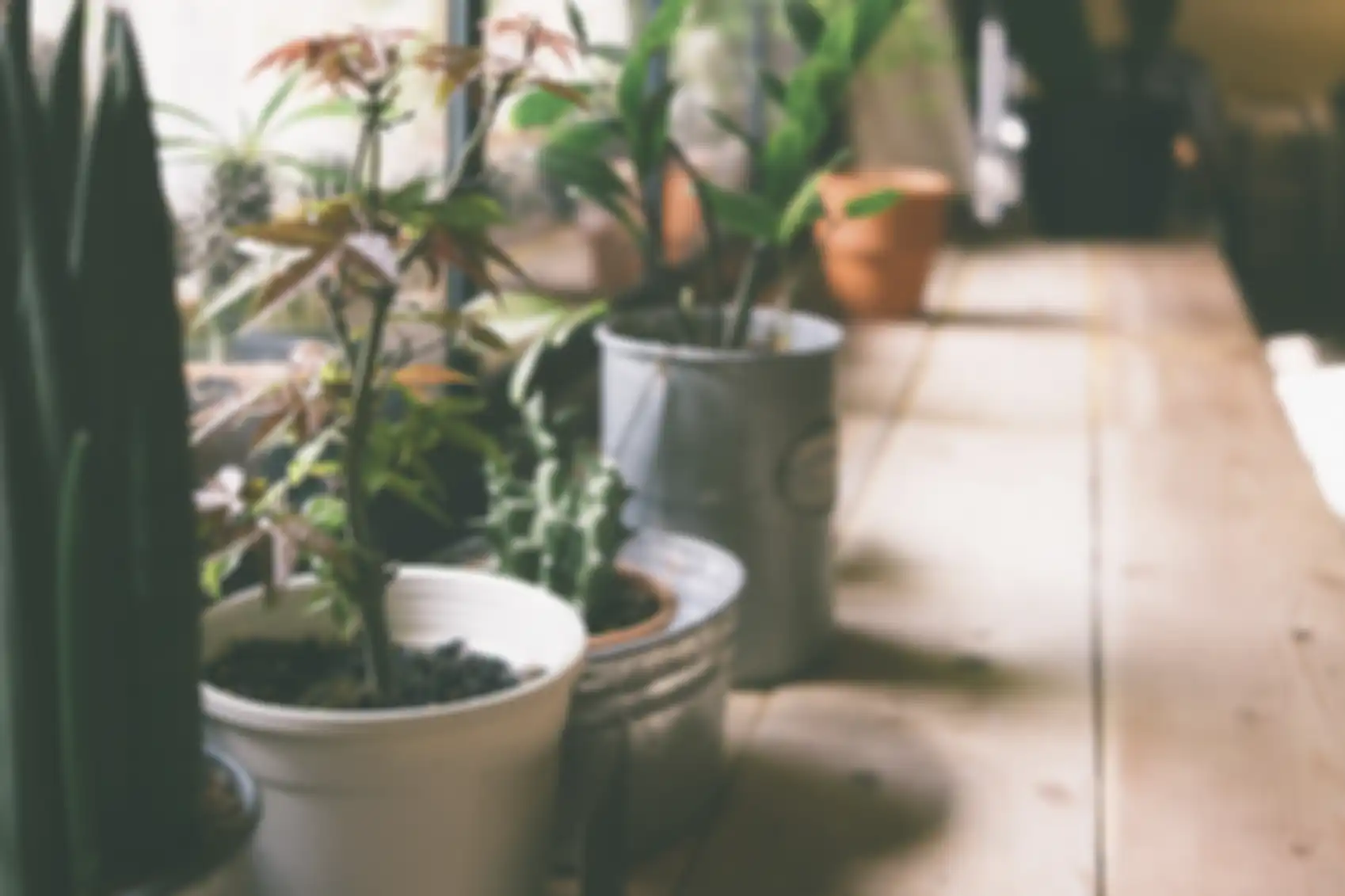 indoor plant