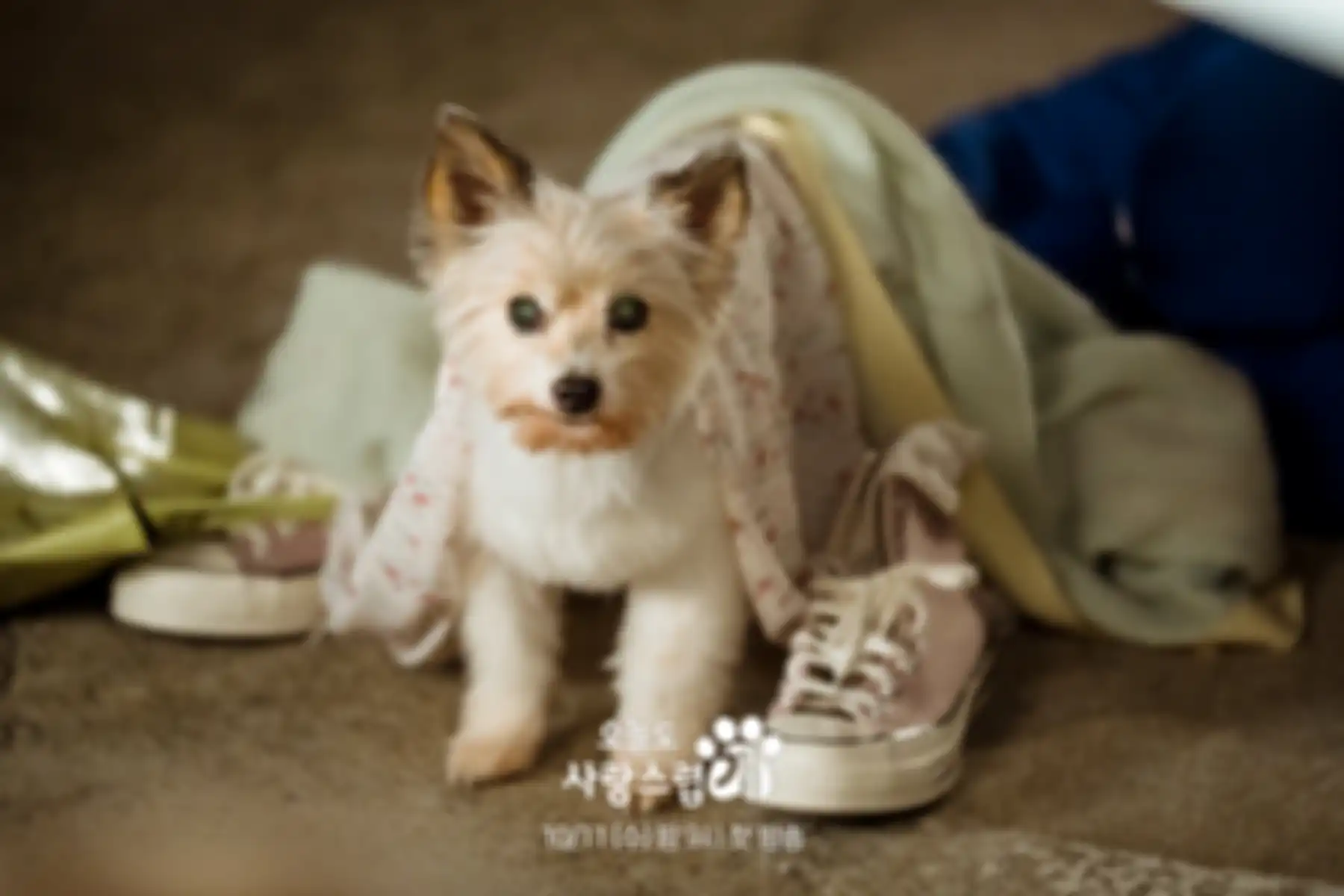 Drama Korea A Good Day to Be a Dog