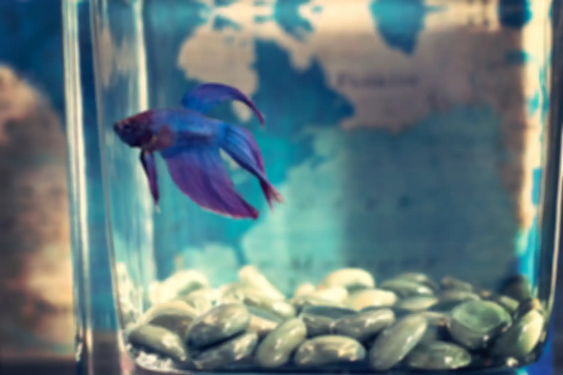 ikan cupang