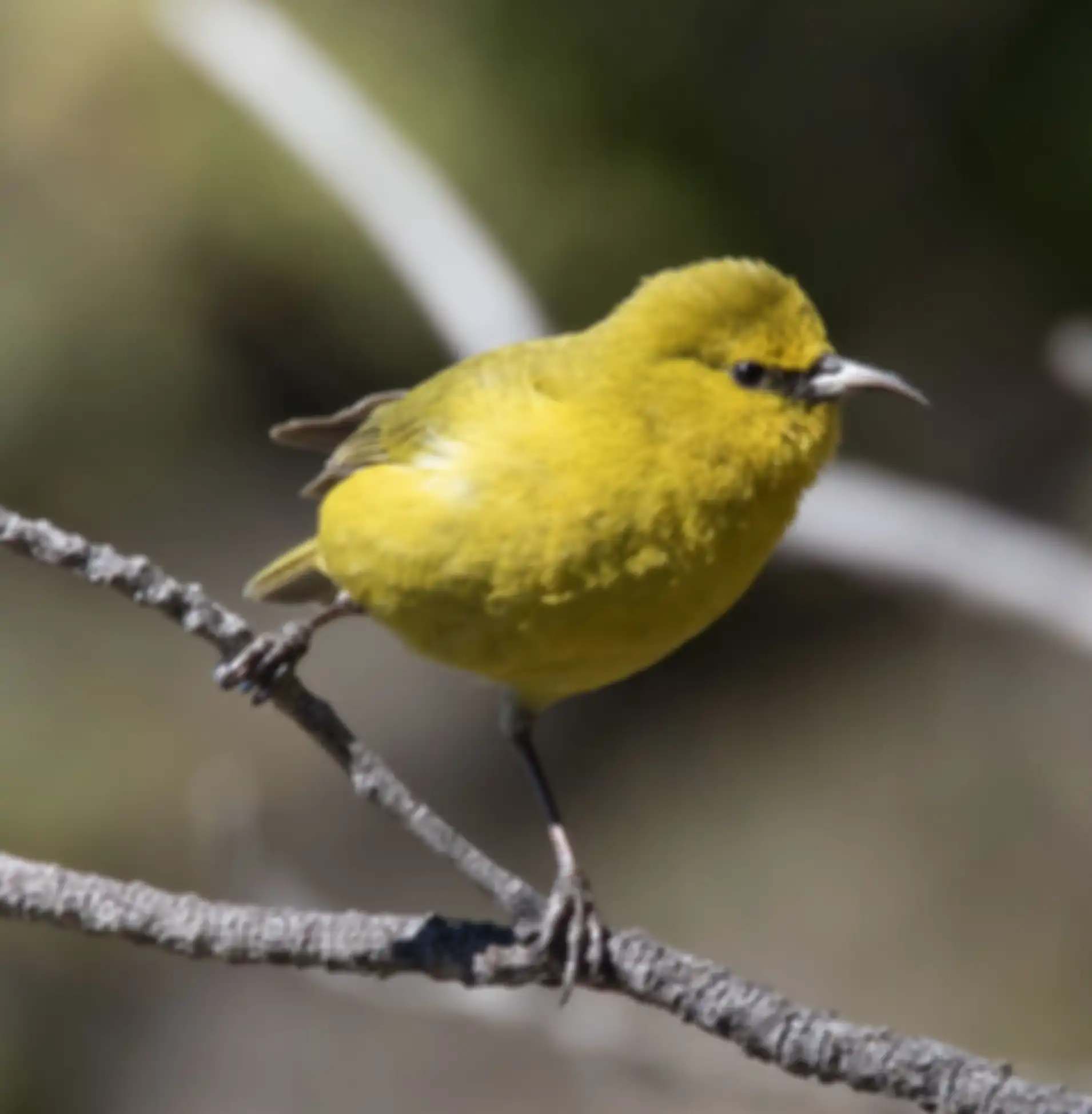 Burung Hawaii amakihi yang hidup di pulau Hawaii dan terancam punah.