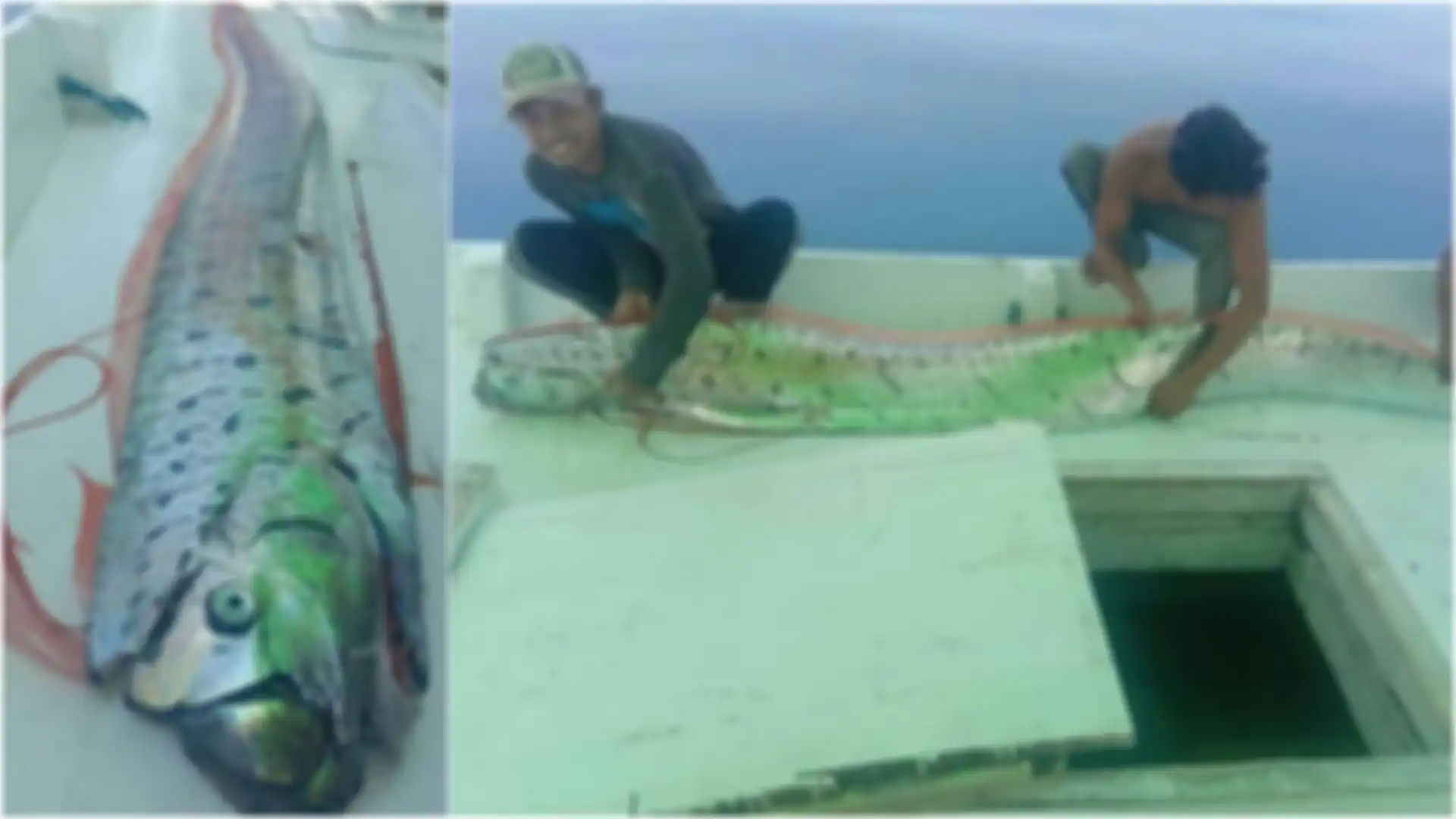 Ikan Oarfish yang Hidup di Laut Dalam Muncul ke Permukaan Laut dan Hebohkan Warga, Benarkah Pertanda Gempa dan Tsunami?