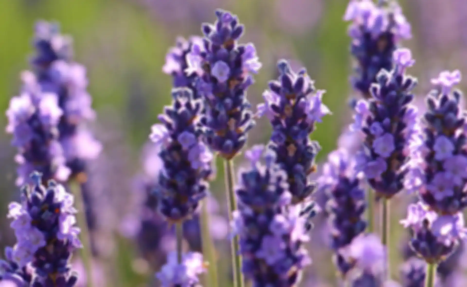 Bunga Lavender.