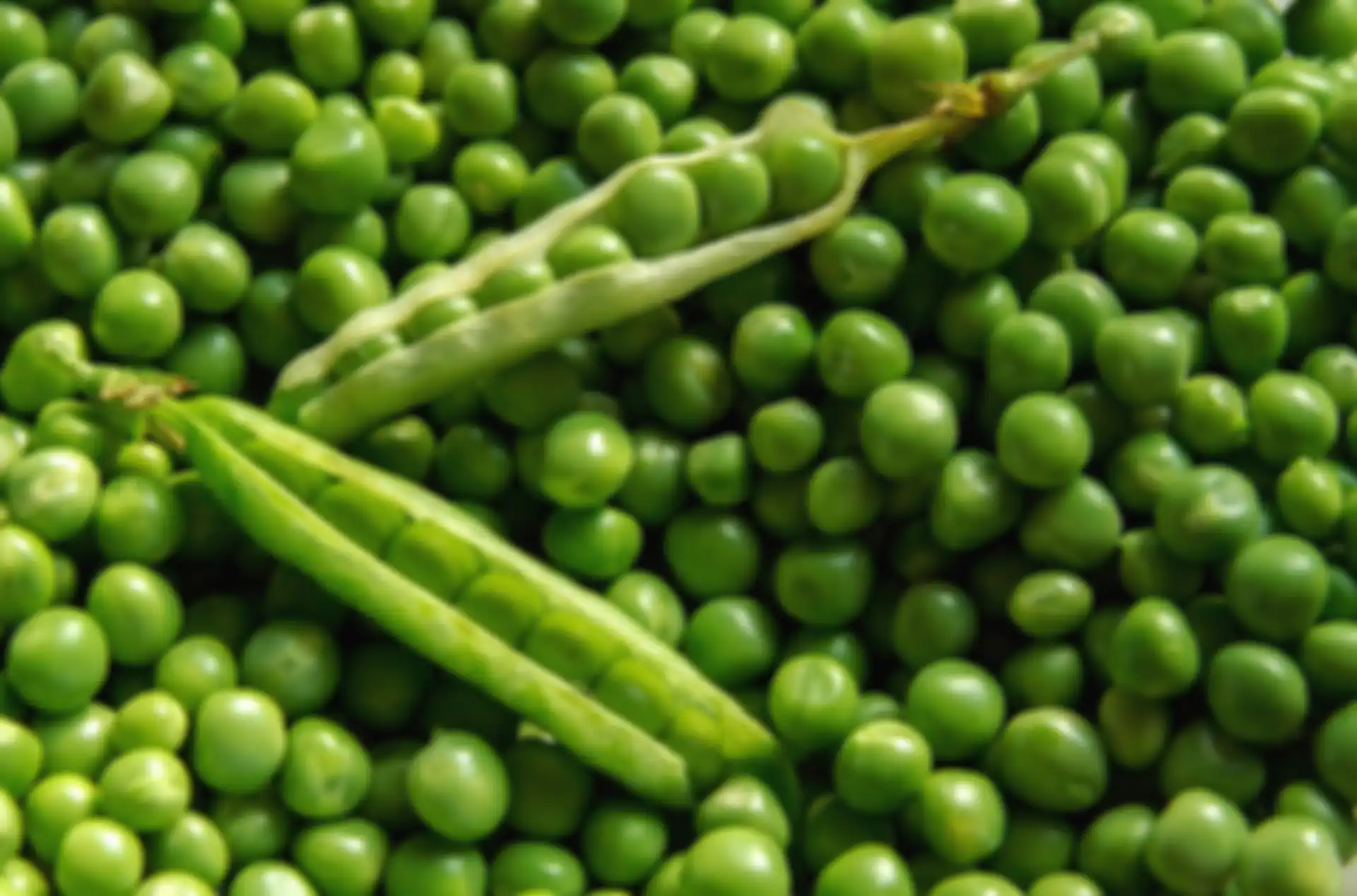 Kacang polong