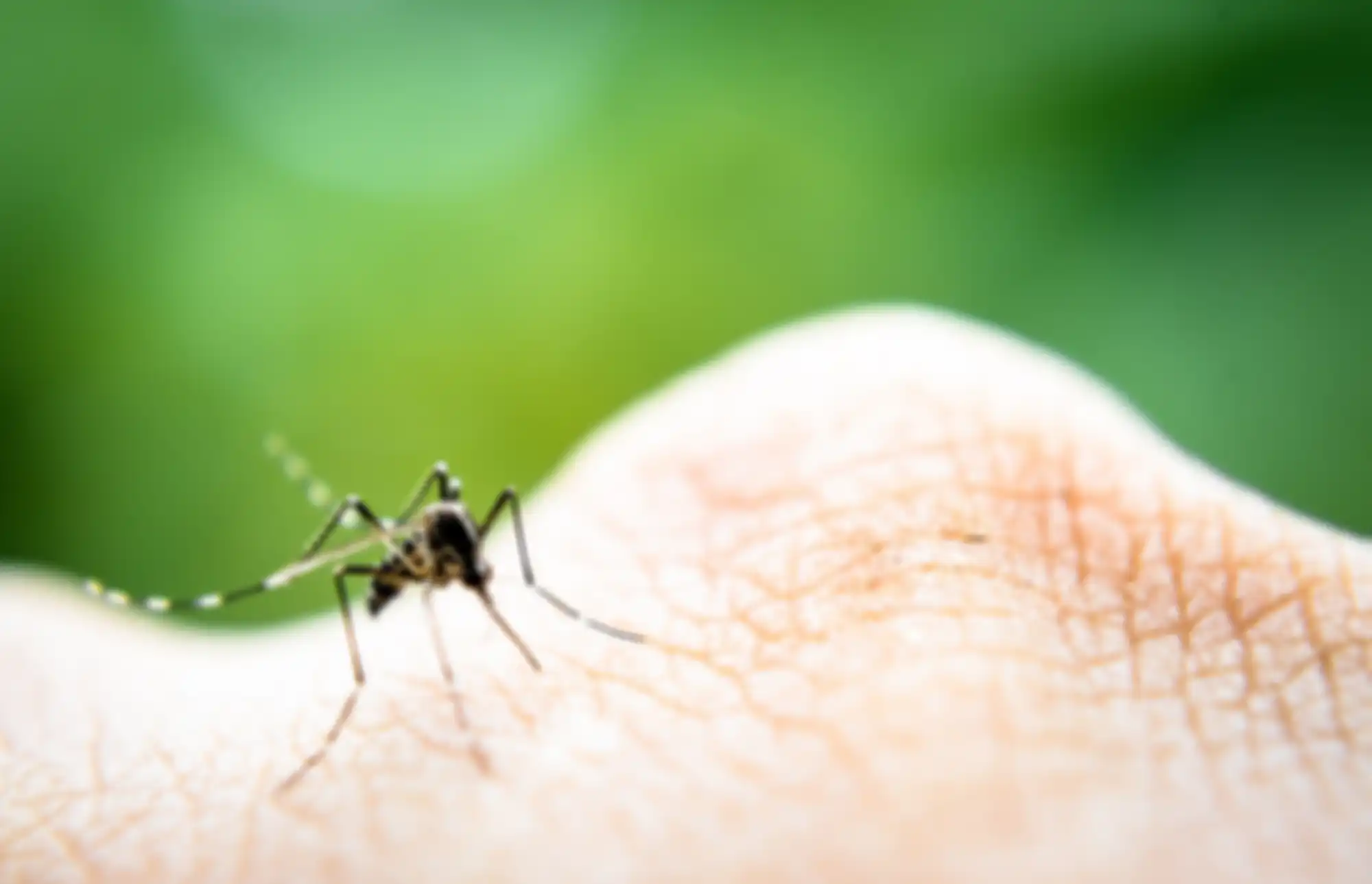 Nyamuk Aedes Aegepty penyebab Deman Berdarah Dengue (DBD) menyerang siapa saja, tanpa kecuali. 
