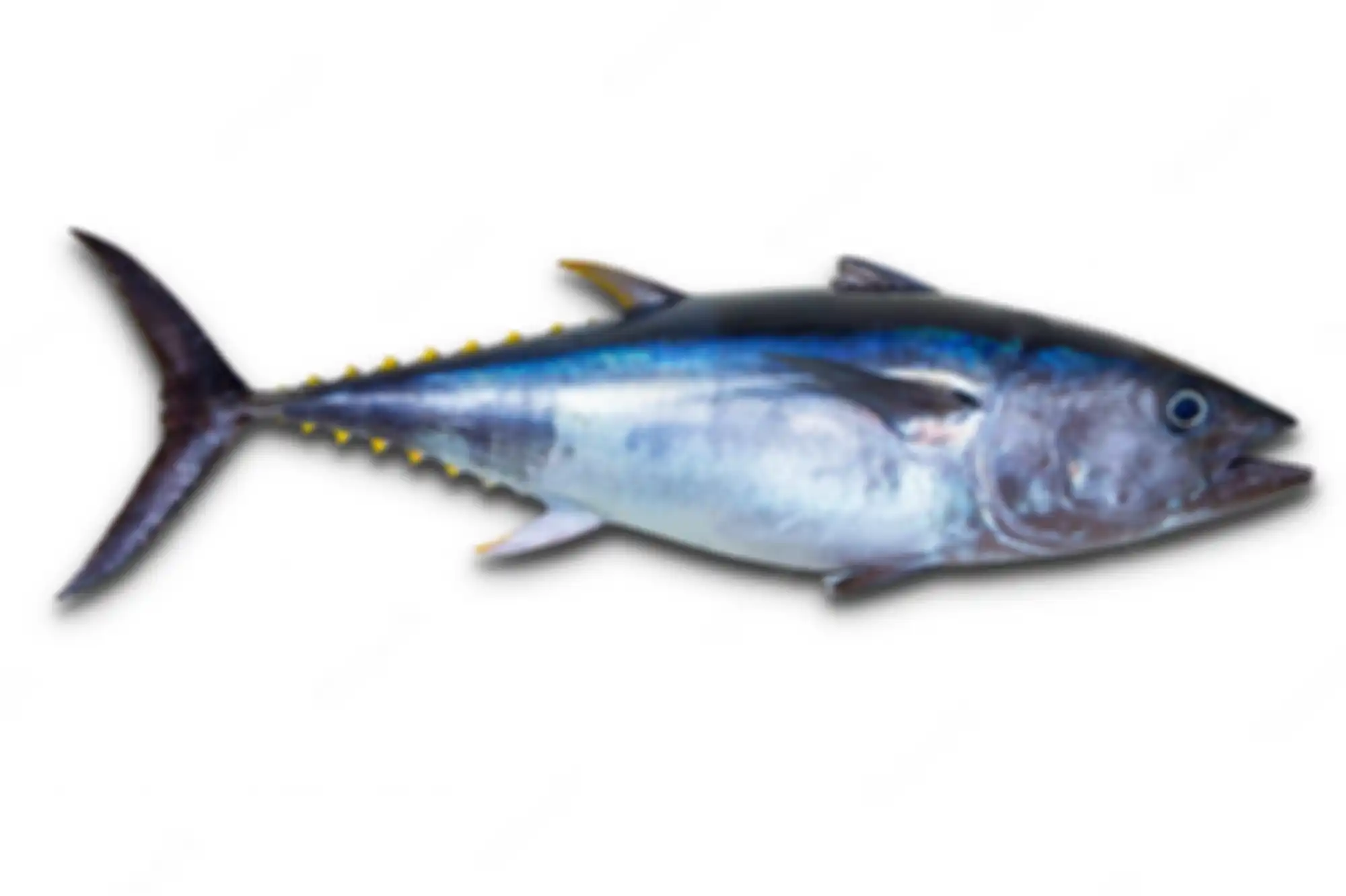 Ilustrasi ikan tuna sirip biru
