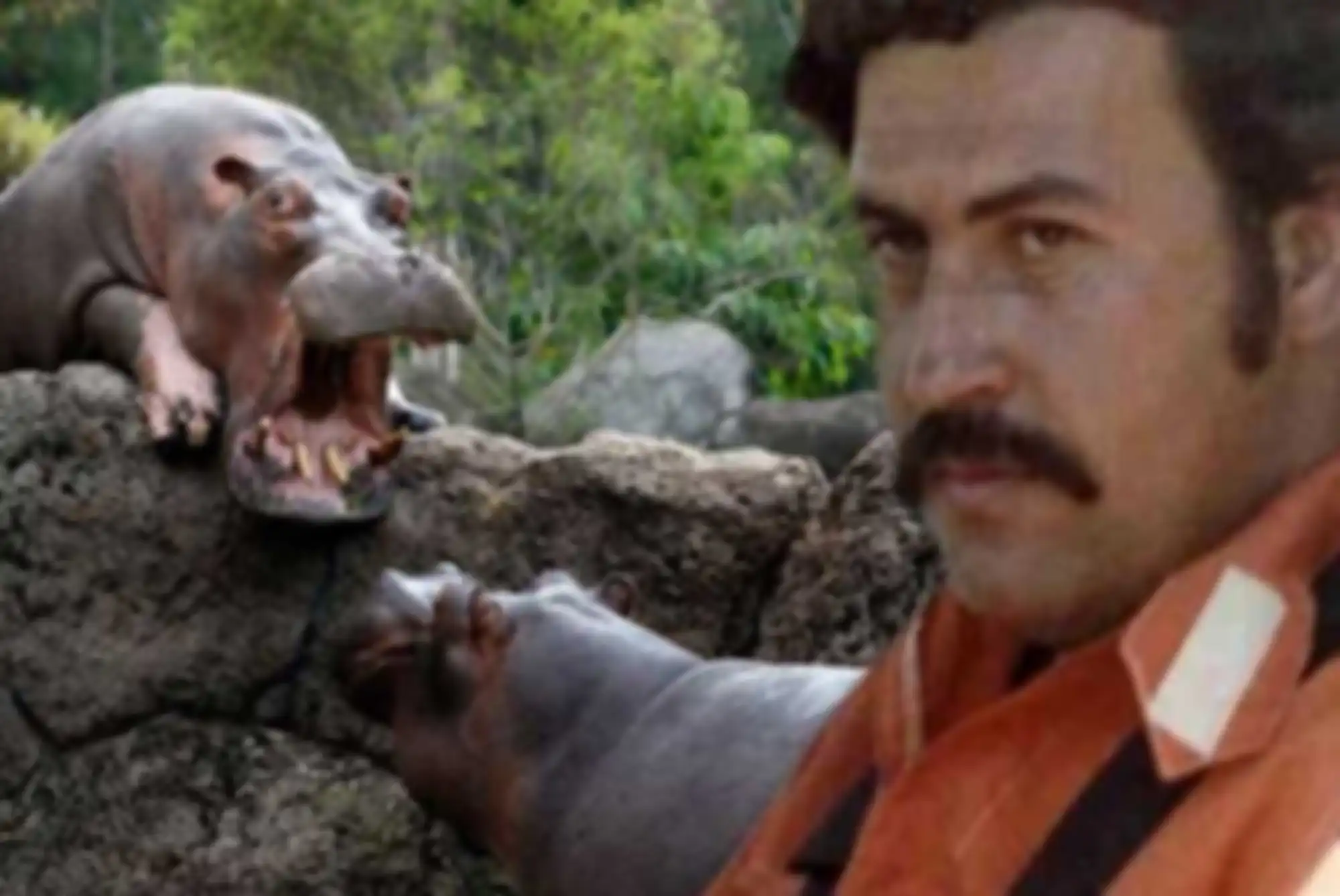 Kuda Nil Pablo Escobar