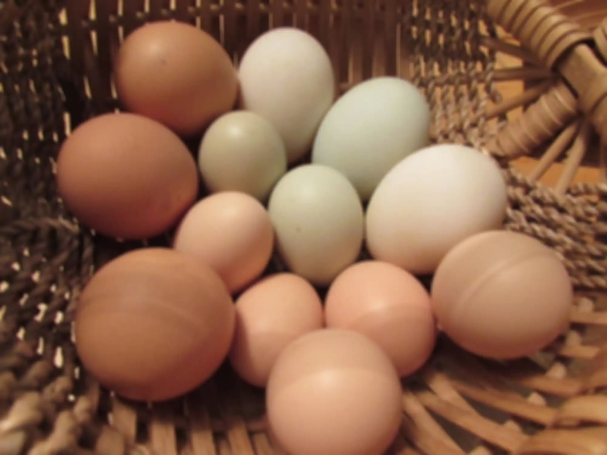 Telur